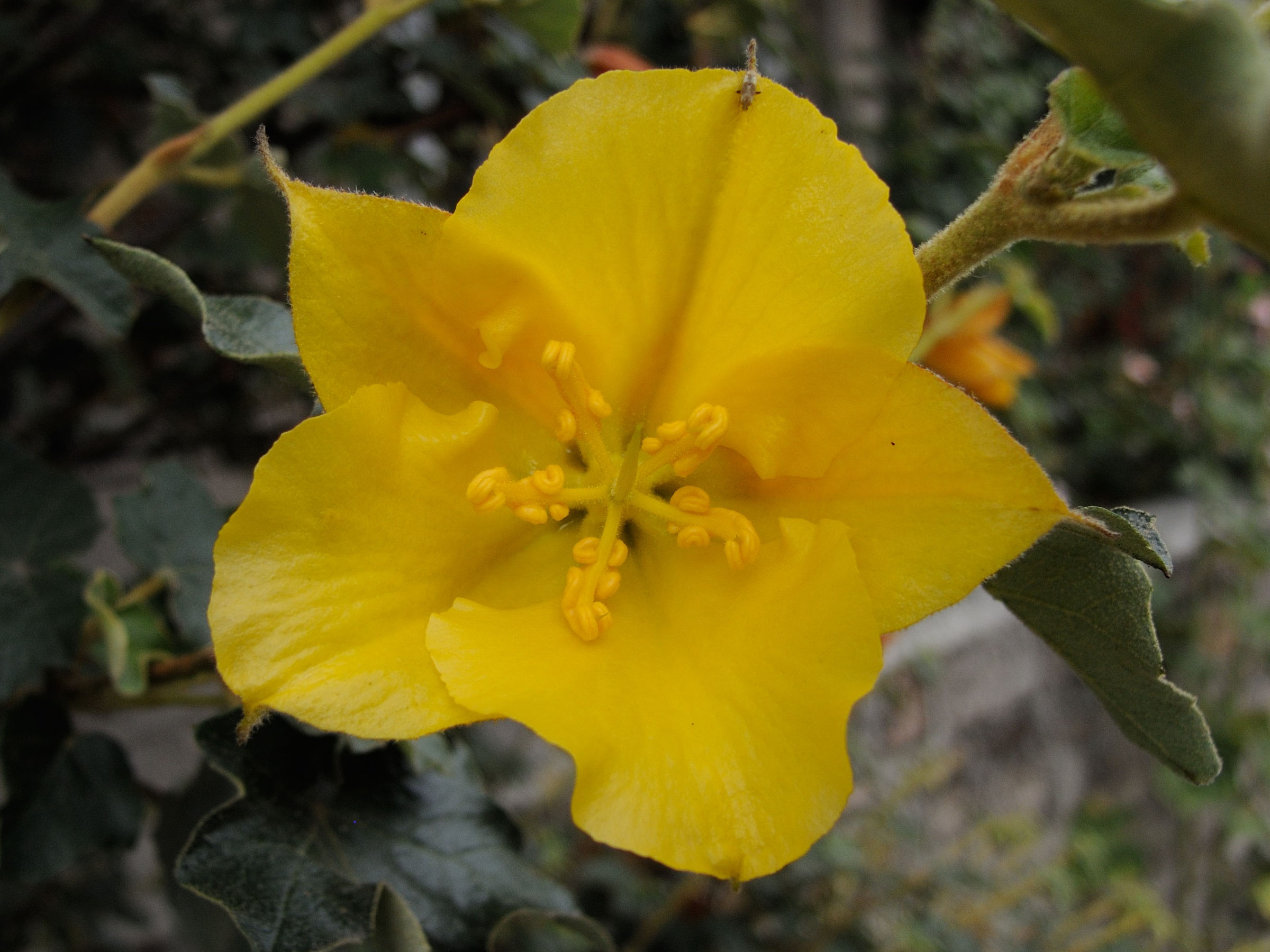 Afficher le média fremontodendron_californicum3bmd fremontodendron_californicum3bmd