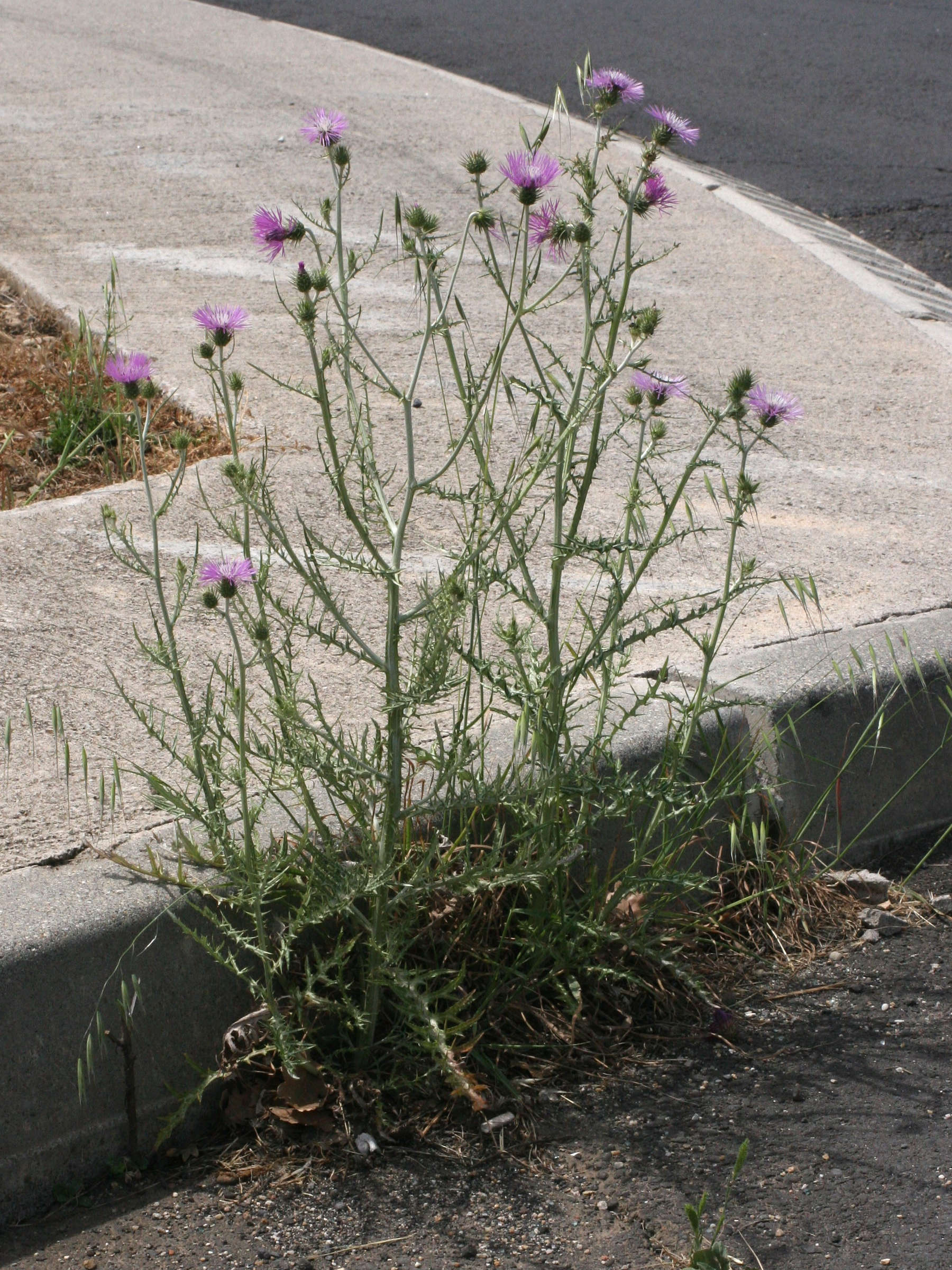 Afficher le média Galactites_elegans Galactites_elegans