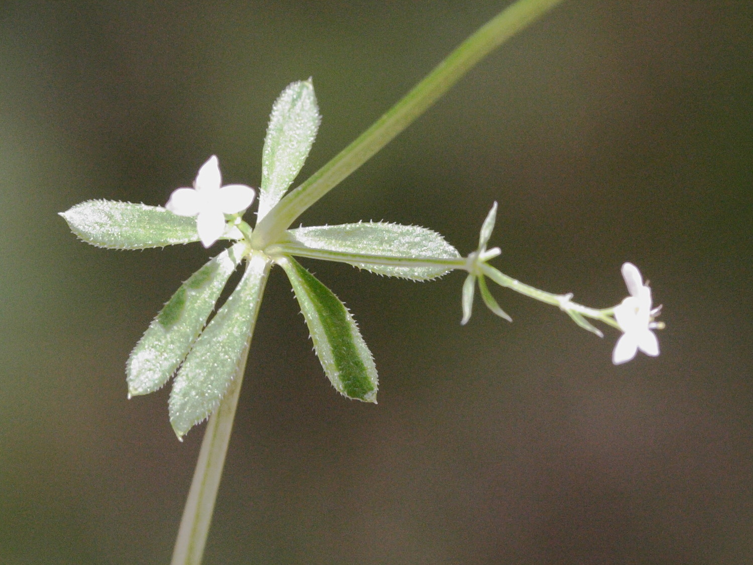 Afficher le média galium_saxatile2md galium_saxatile2md