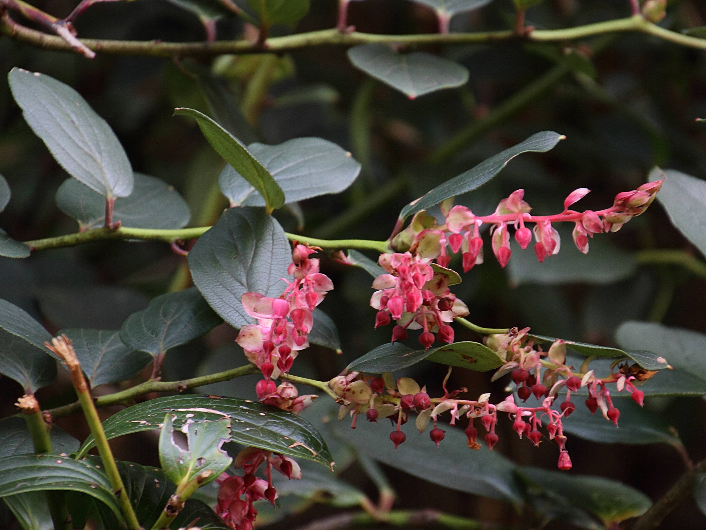 gaultheria_erecta4md