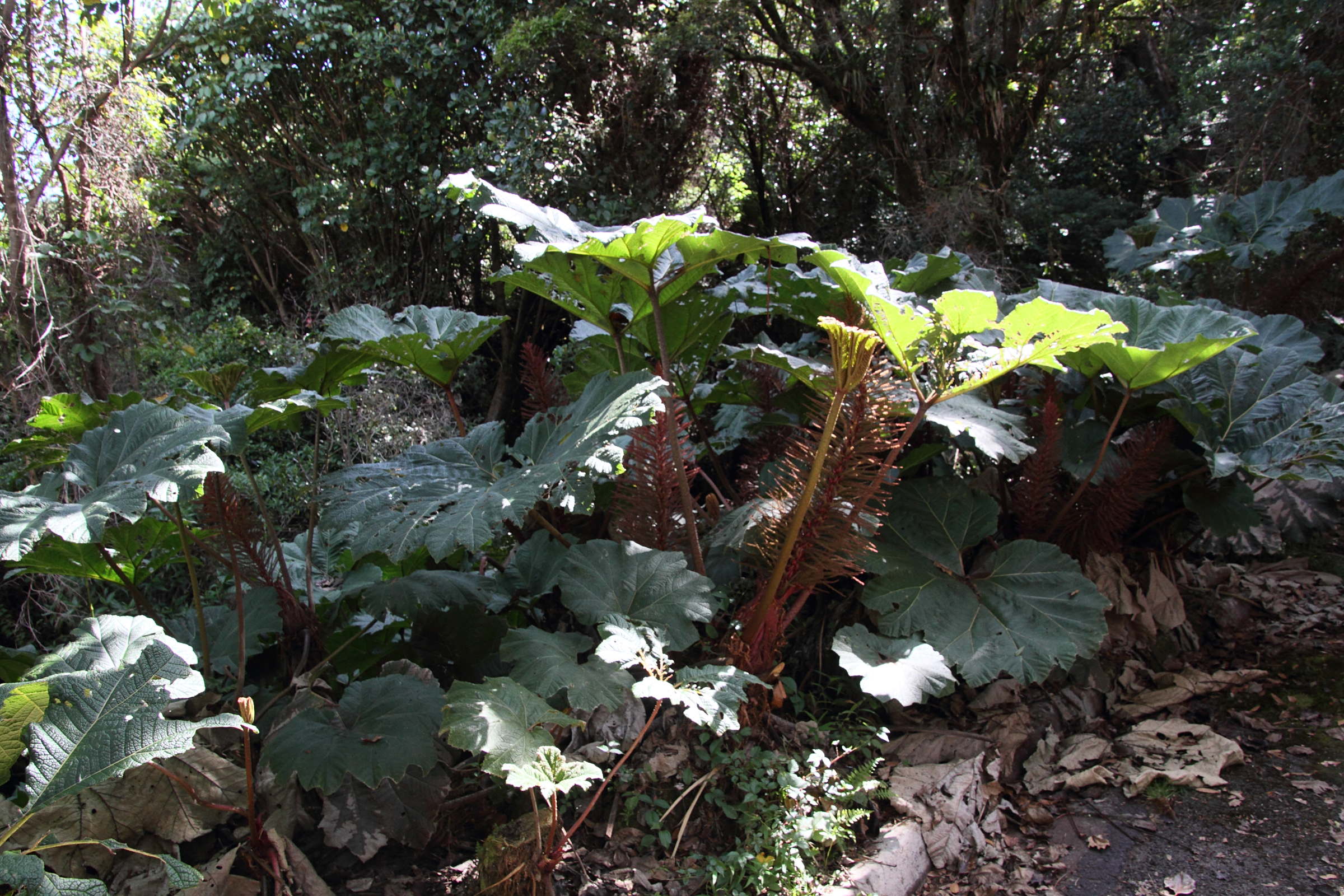 Afficher le média gunnera_insignis1md gunnera_insignis1md