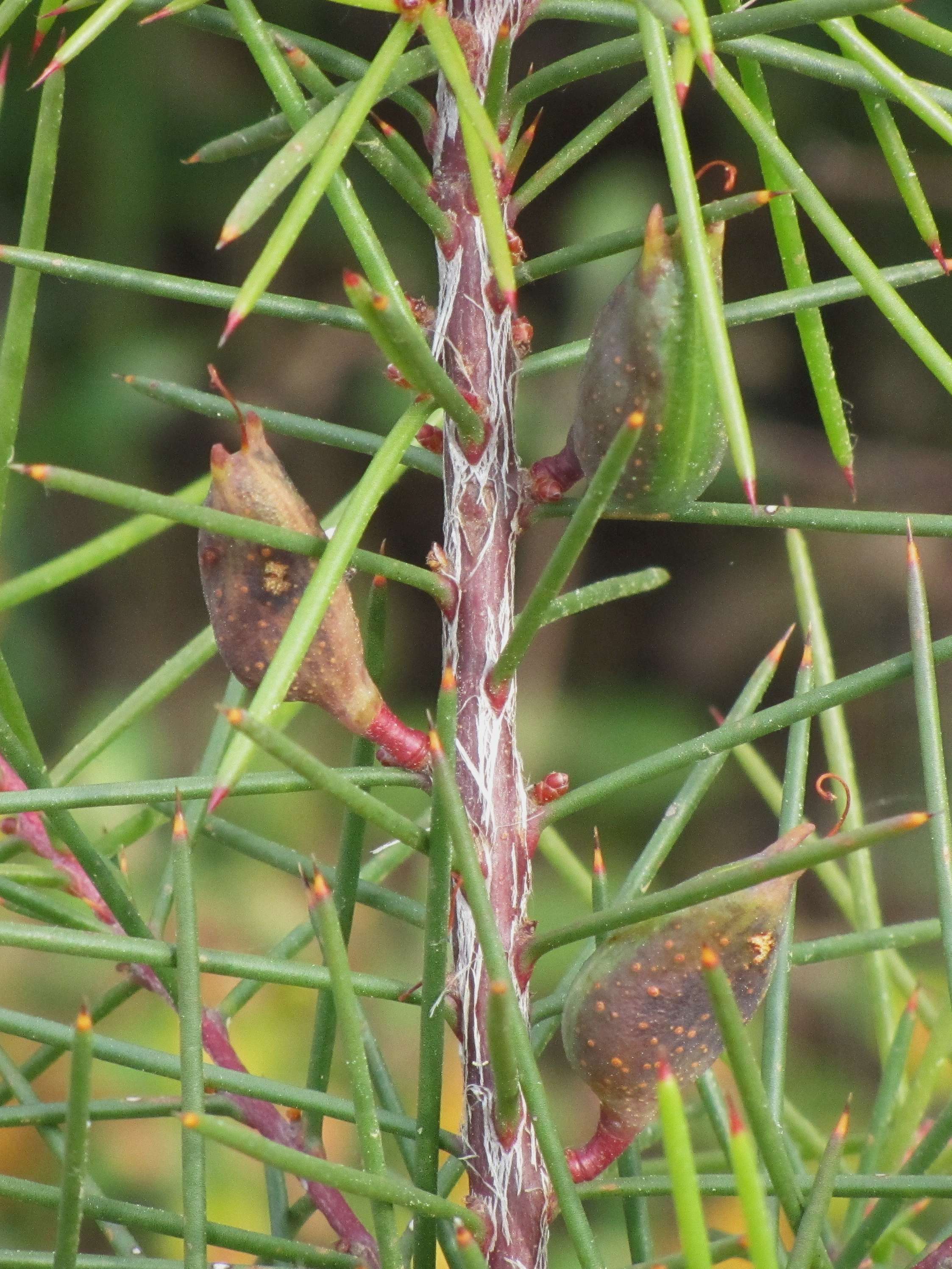 hakea_sericea3mv