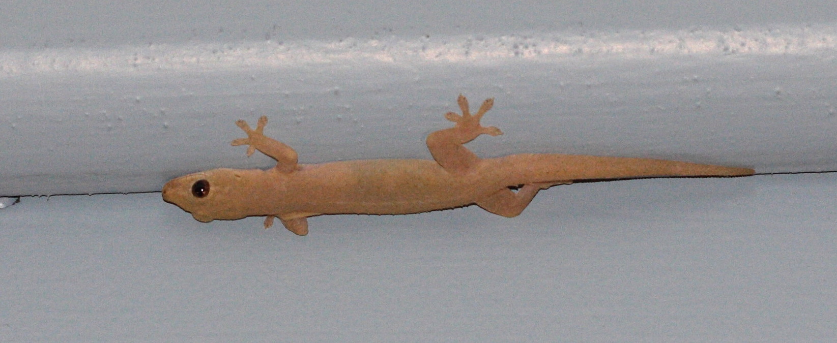 Afficher le média hemidactylus_frenatus2md hemidactylus_frenatus2md