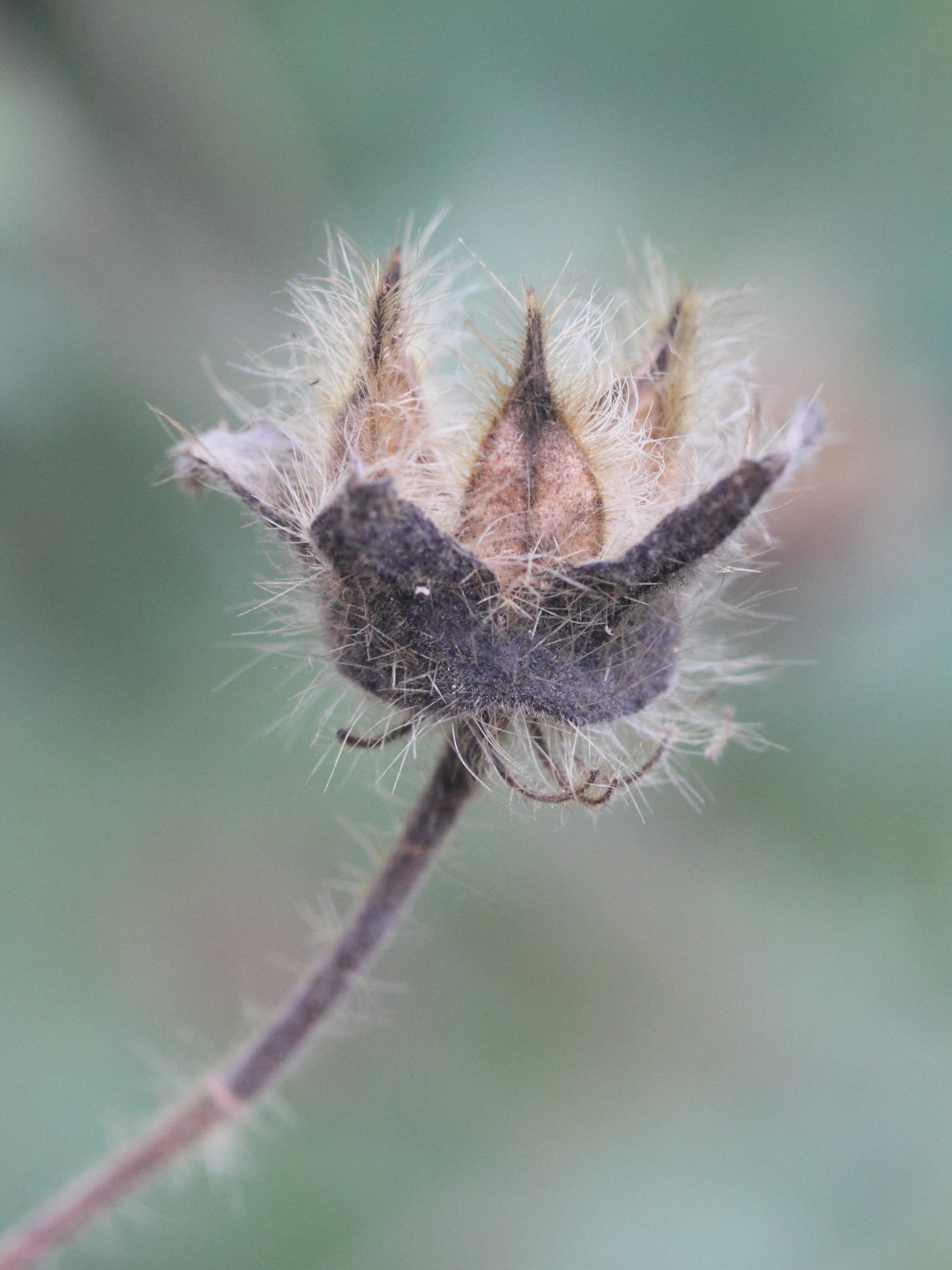 hibiscus_physaloides6md