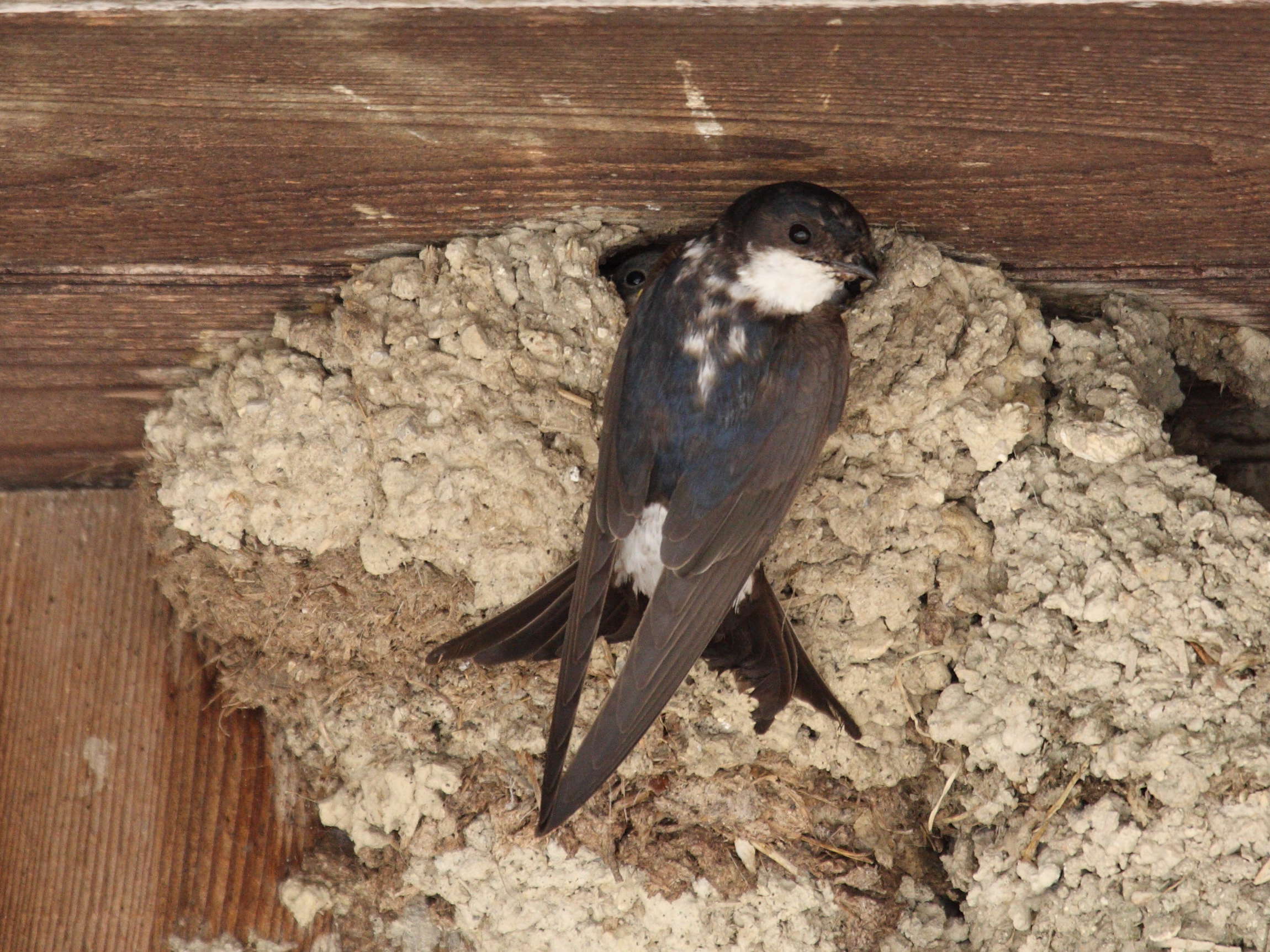 hirondelle_de_fenetre_-_delichon_urbicum7bd