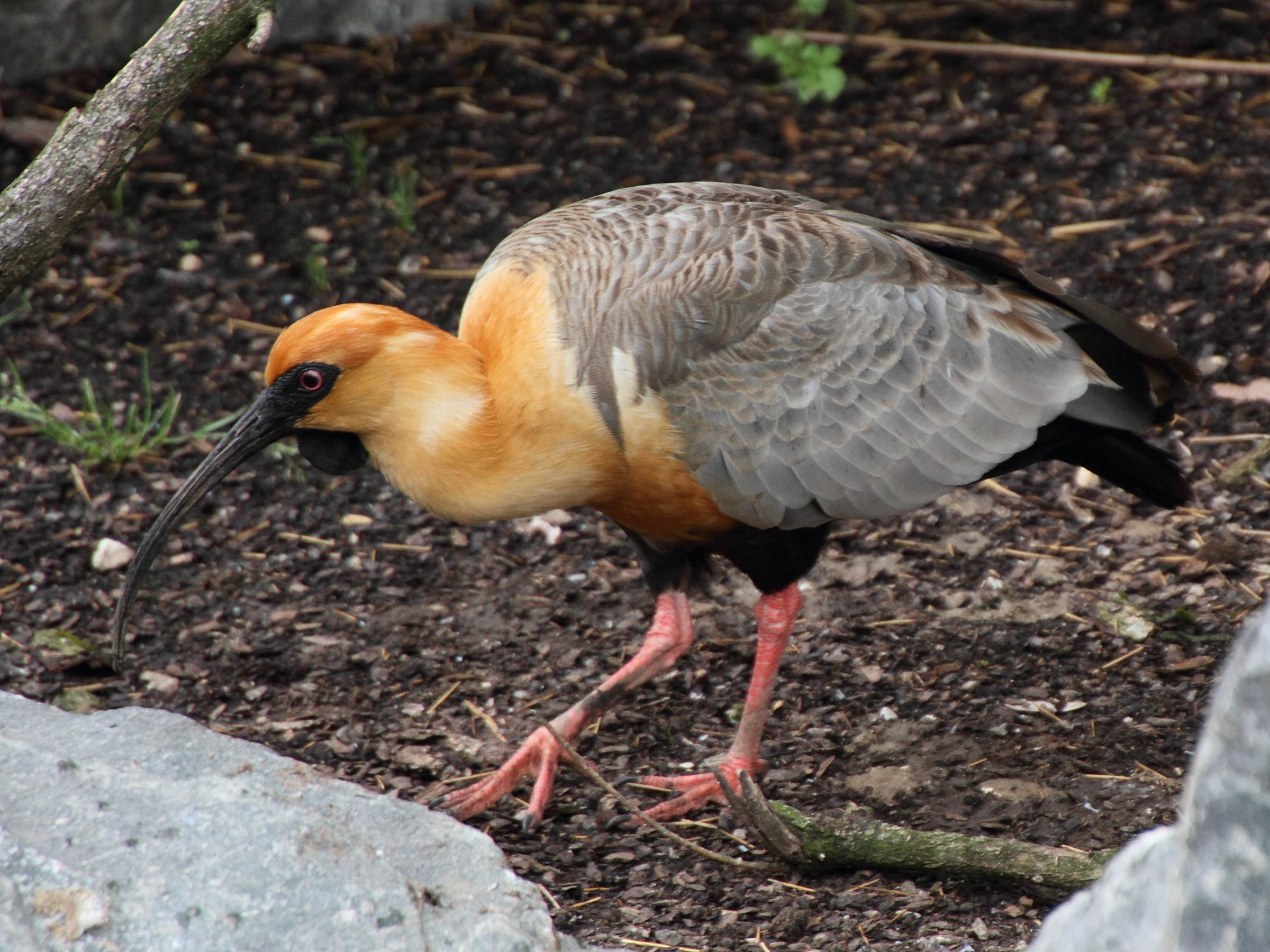 ibis_a_face_noire_-_theristicus_melanopis1md