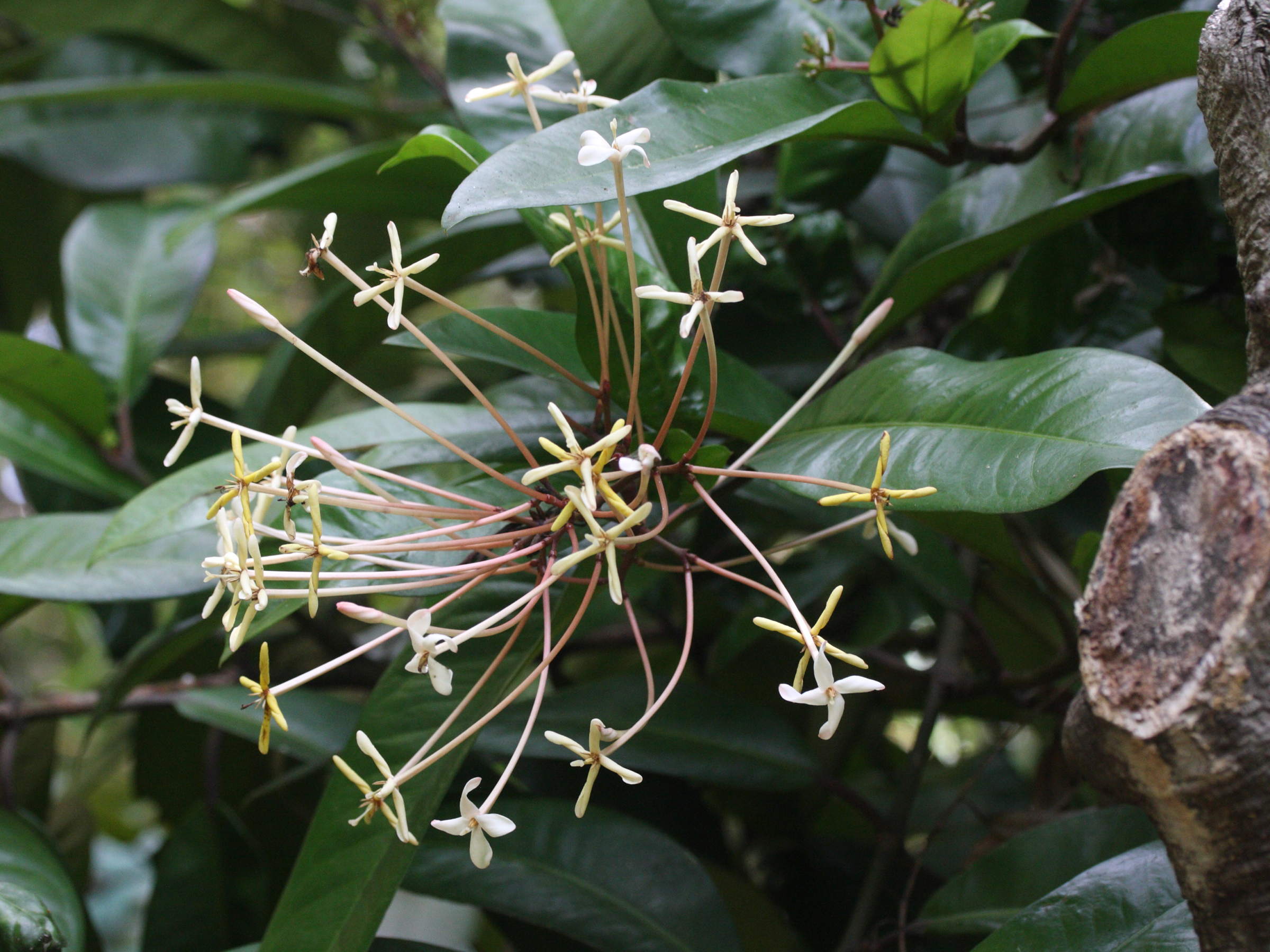 Ixora_hookeri