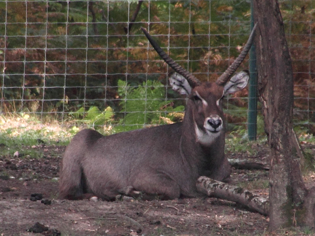 kobus_ellipsiprymnus1md