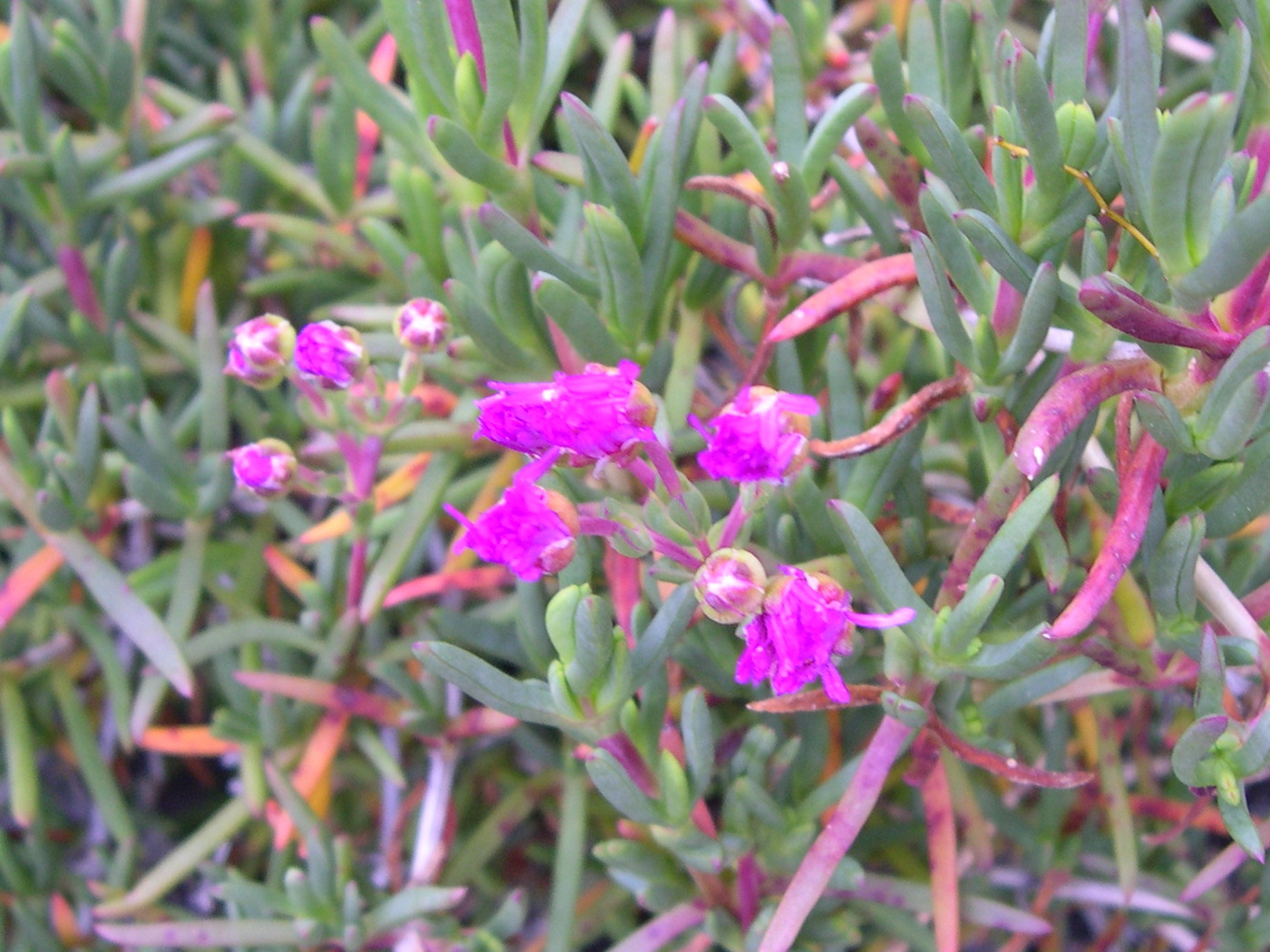 lampranthus_roseus2md