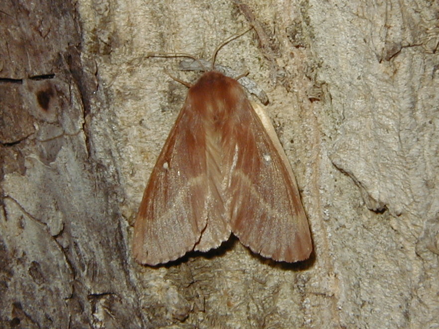 Afficher le média lasiocampa_trifolii3md lasiocampa_trifolii3md