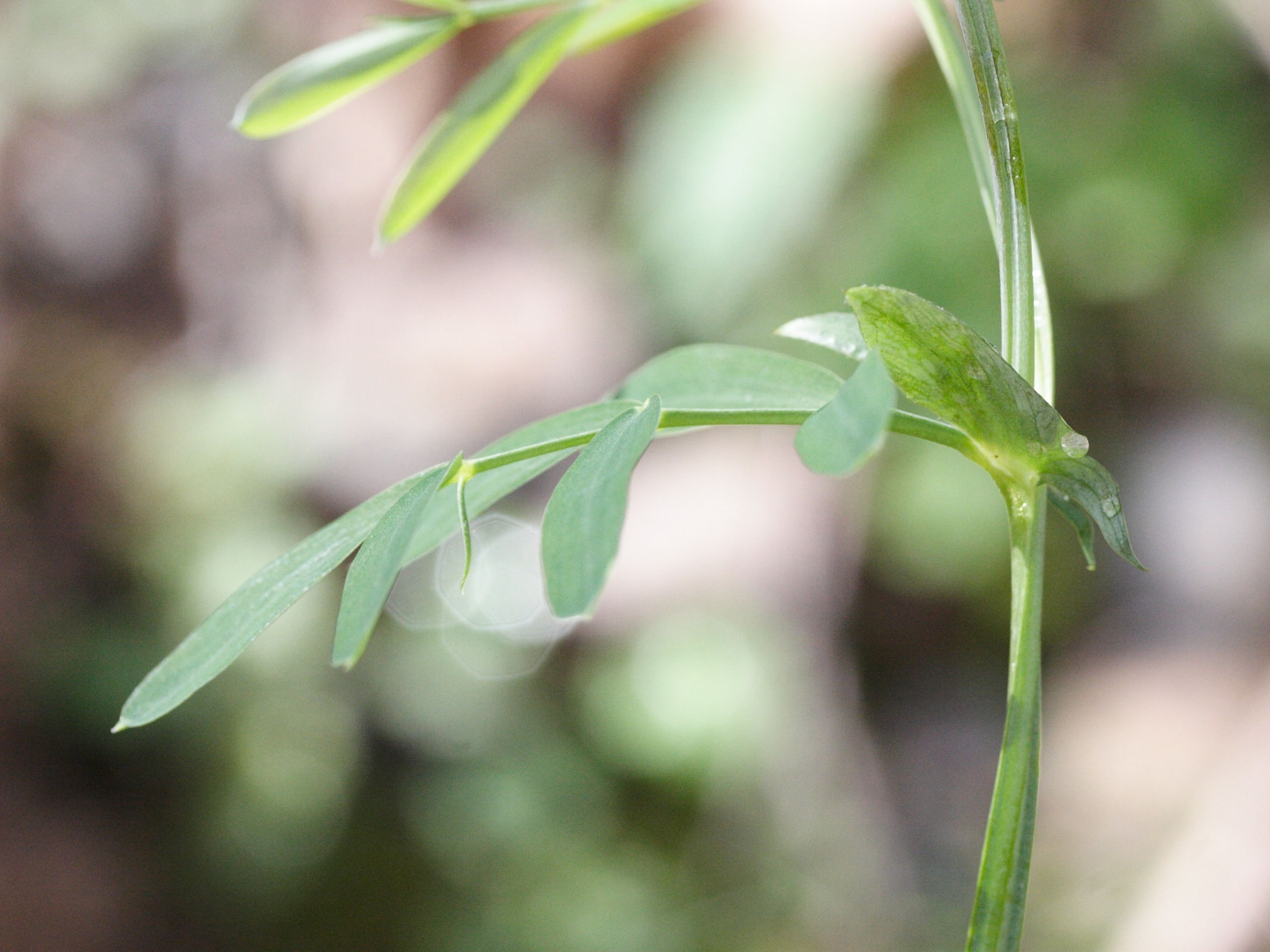 lathyrus_montanus3md