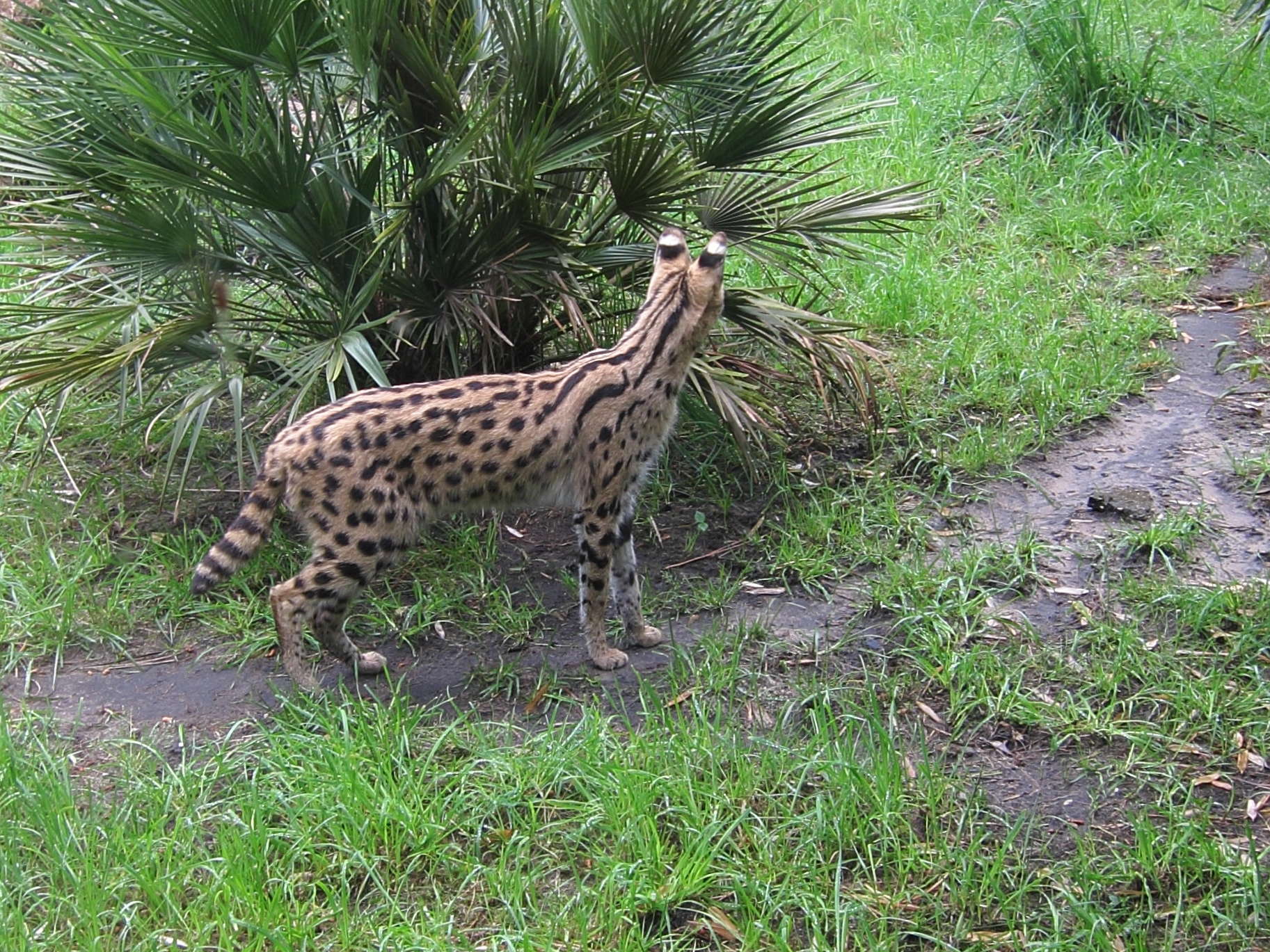 leptailurus_serval4bd