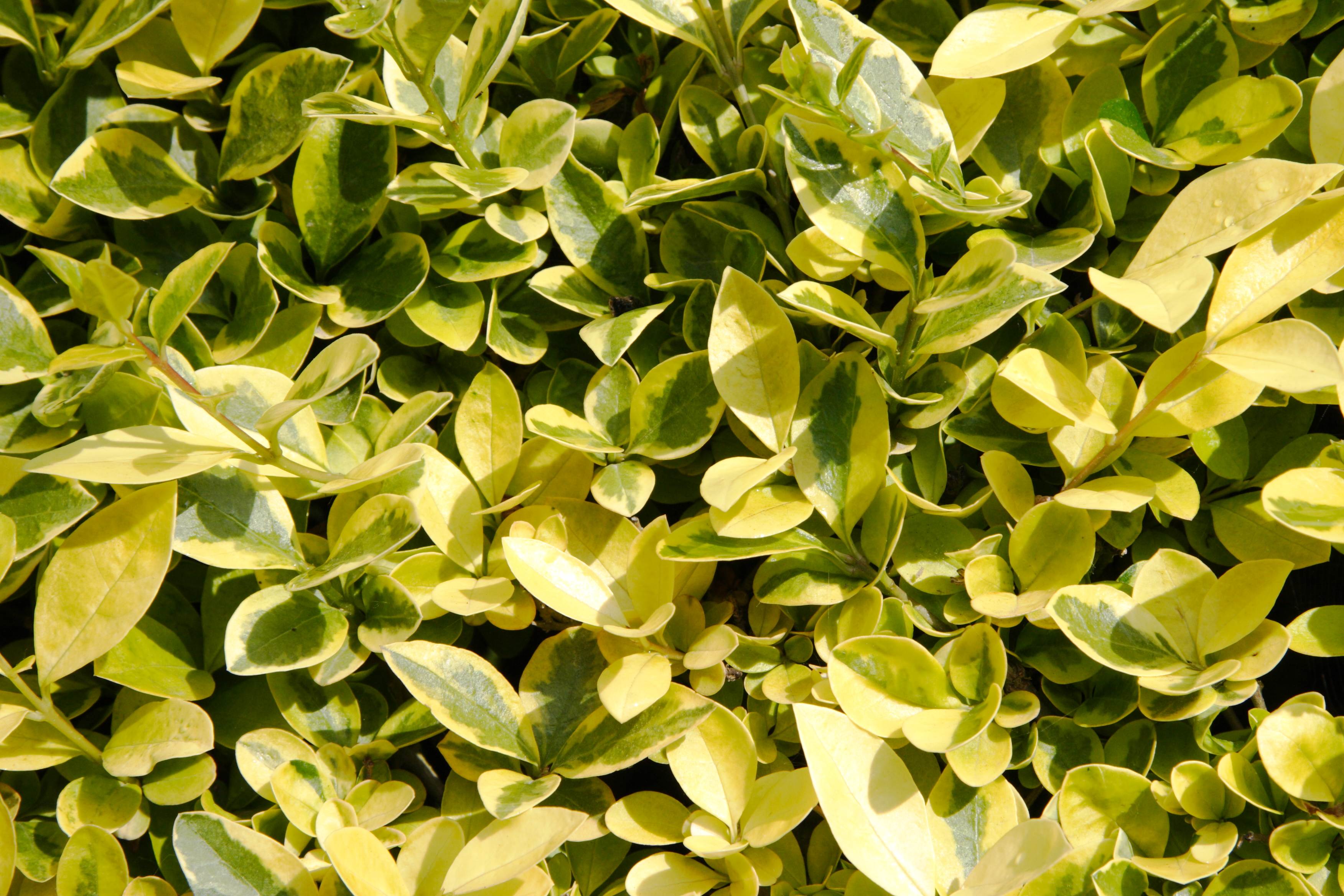 ligustrum_ovalifolium_aureum1md