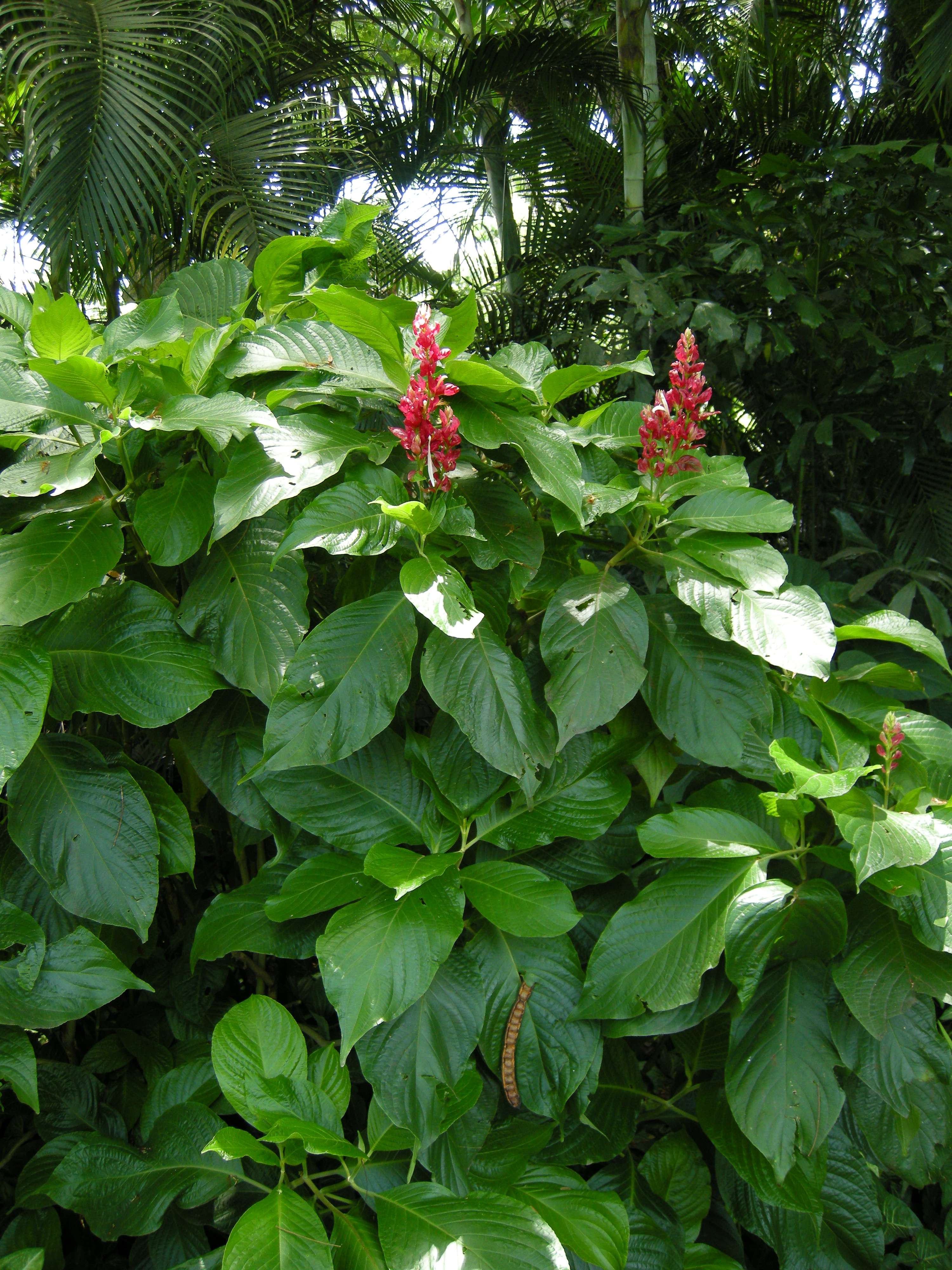 Afficher le média Magakepasma_erythrochlamys Magakepasma_erythrochlamys