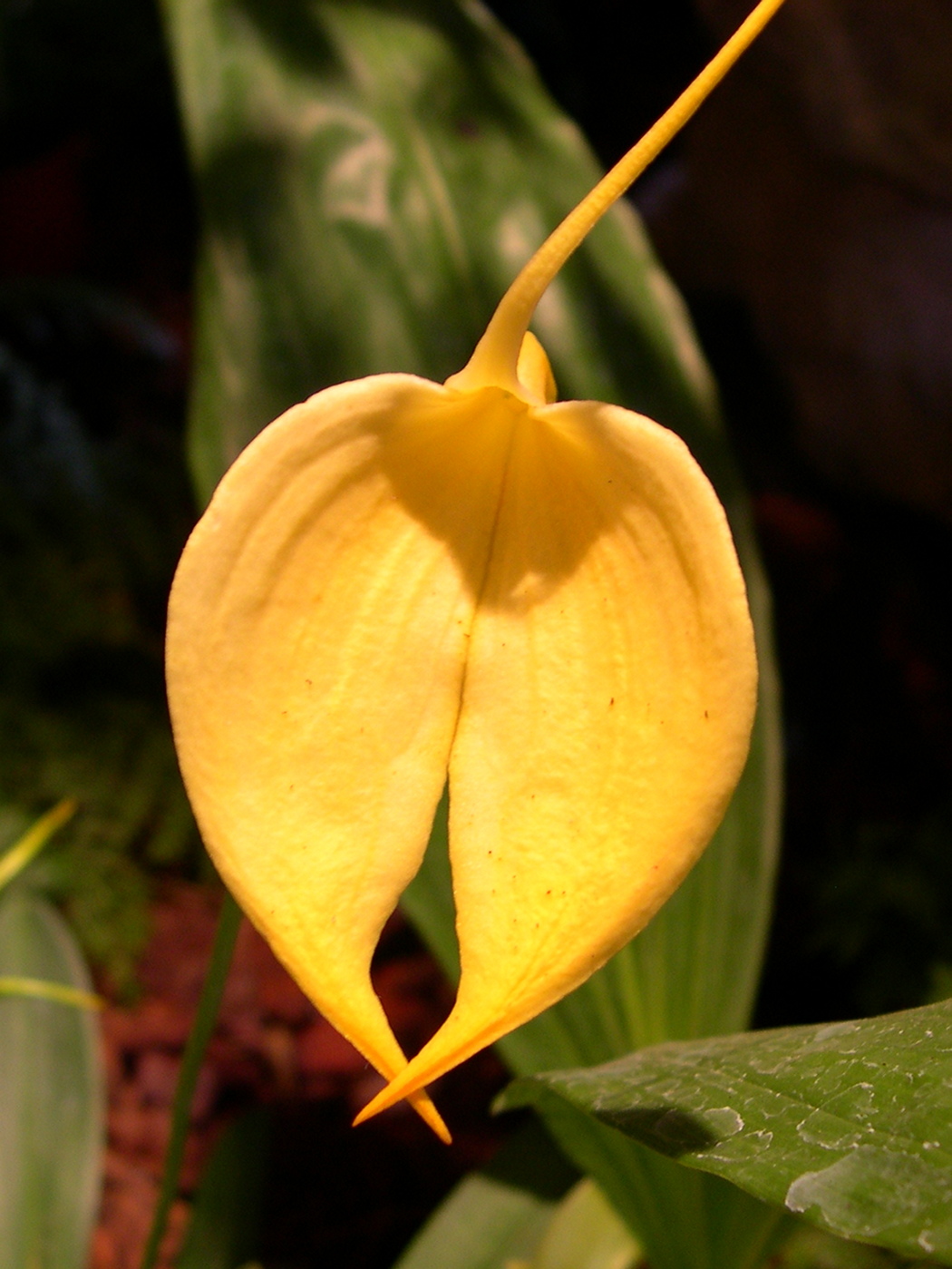 Afficher le média masdevallia_coccinea_xanthina3md masdevallia_coccinea_xanthina3md