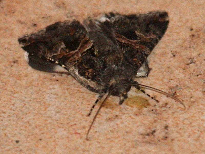 melipotis_januaris2bd