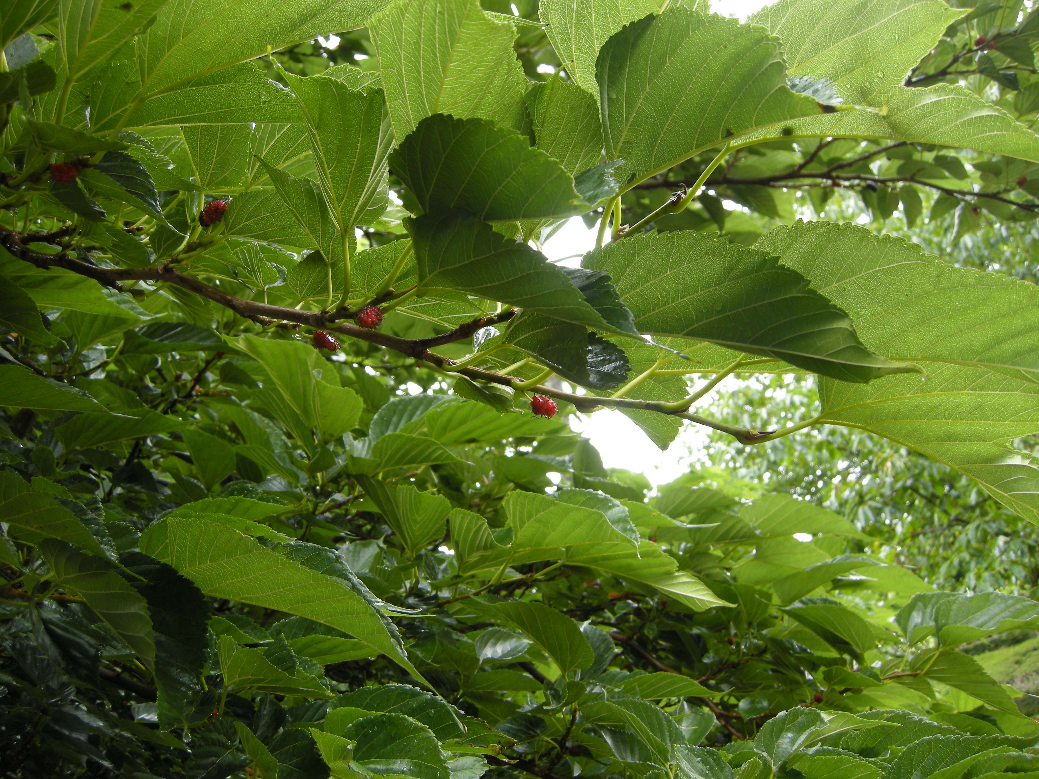 Afficher le média morus_kagayamae3md morus_kagayamae3md