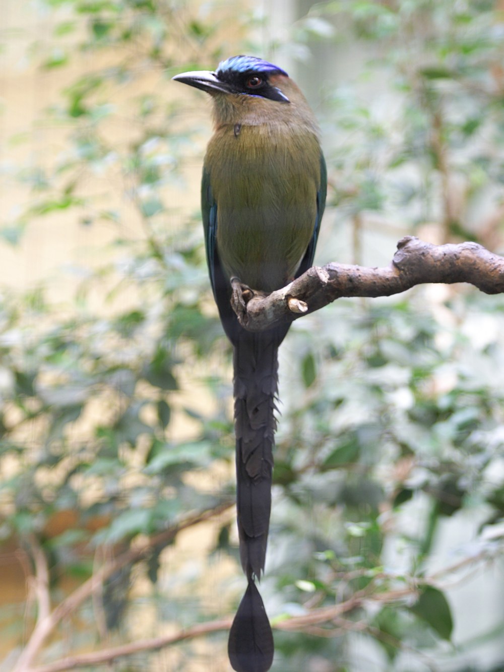 motmot_houtouc_-_momotus_momota1sd