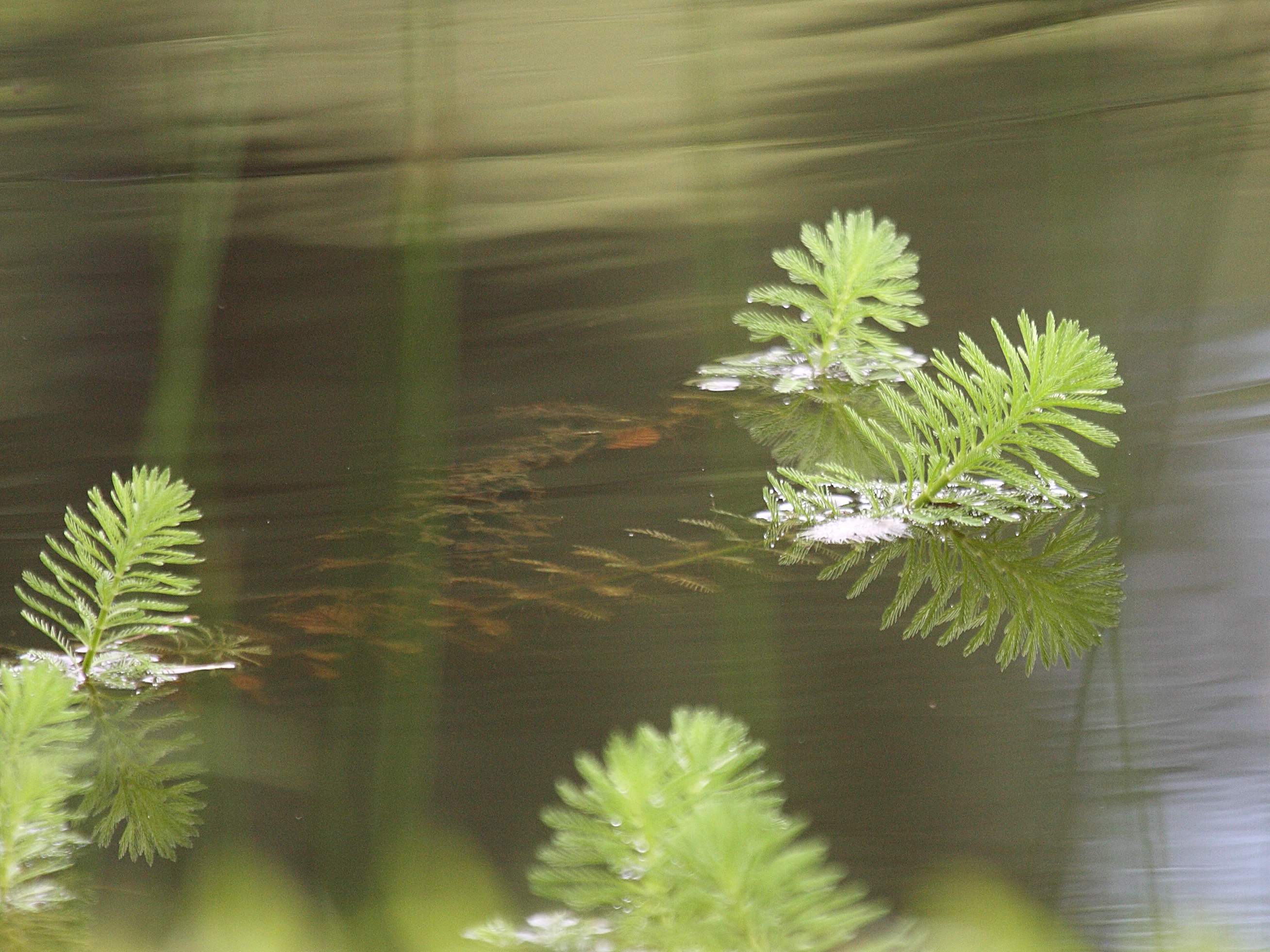 myriophyllum_aquaticum3bd