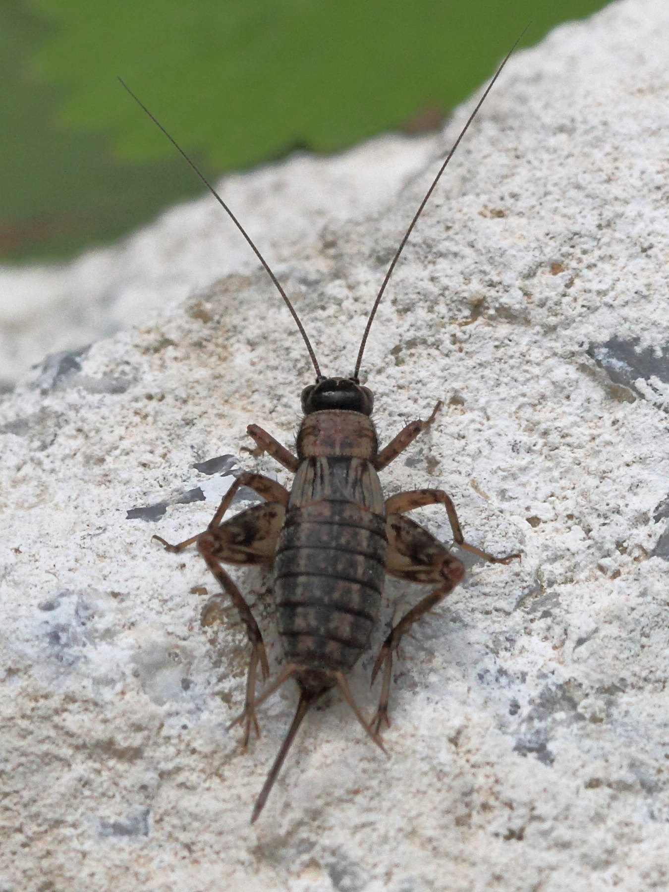 nemobius_sylvestris5bd