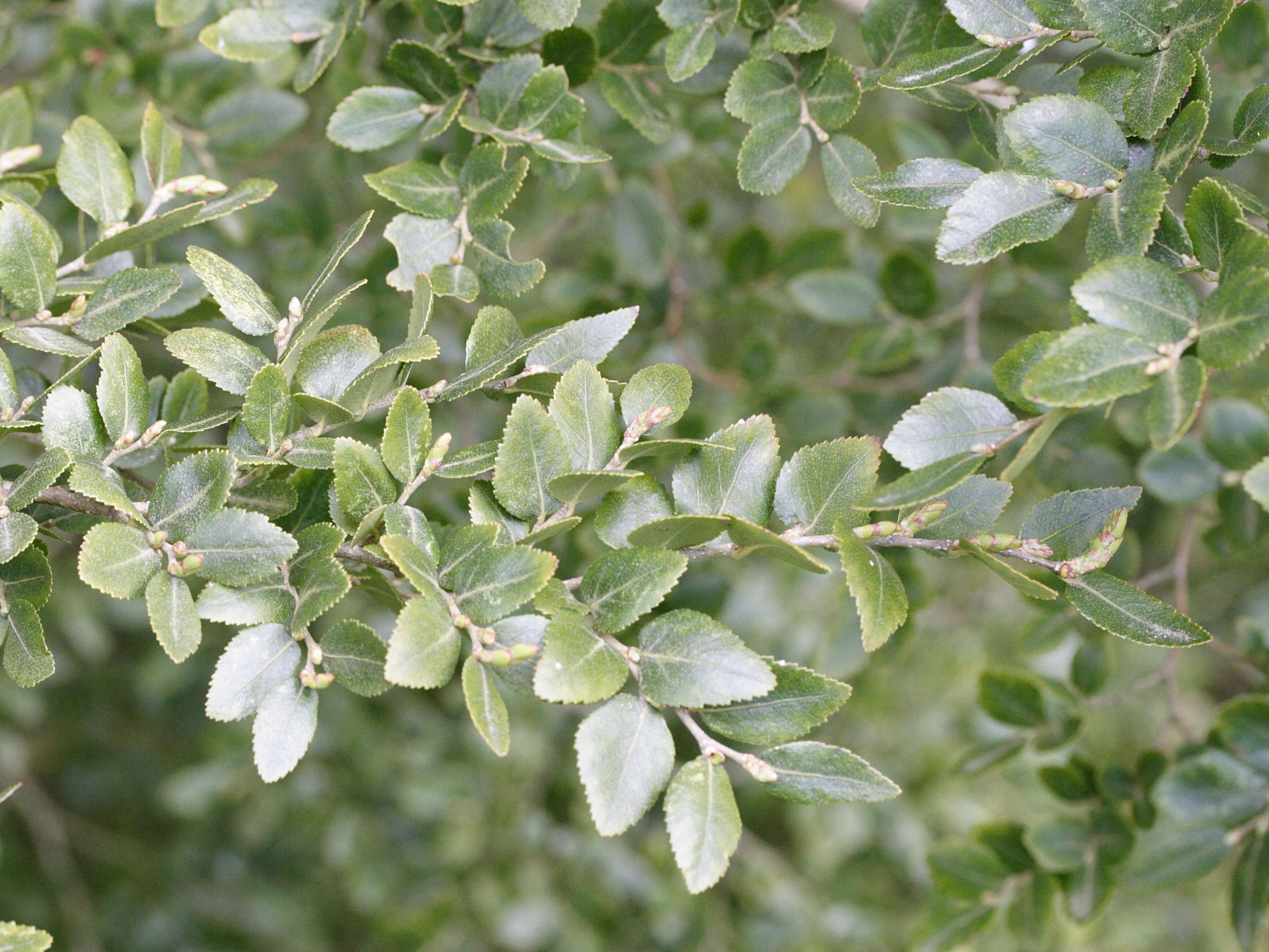 nothofagus_dombeyi1md