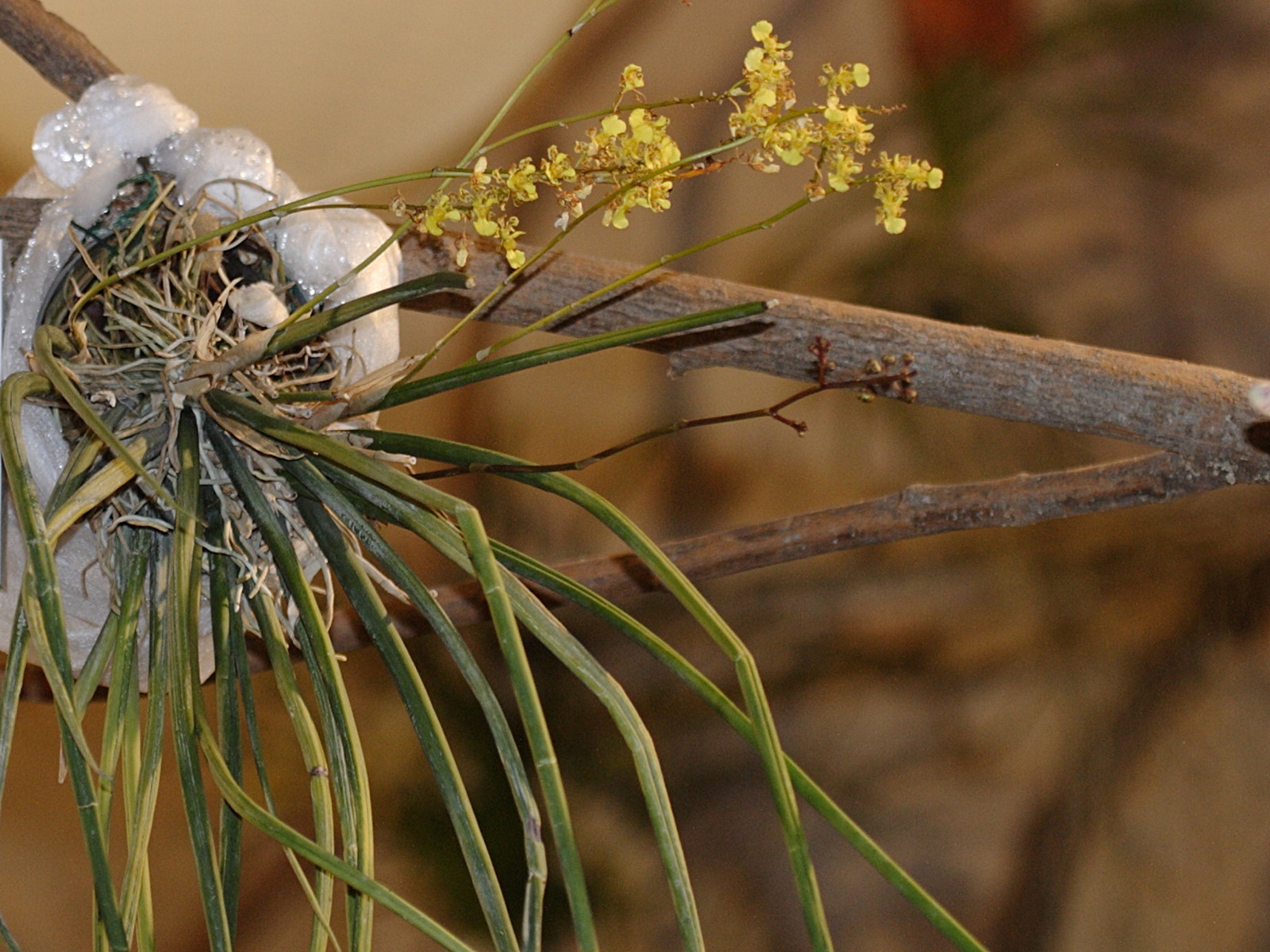 Afficher le média oncidium_cebolleta1bd oncidium_cebolleta1bd