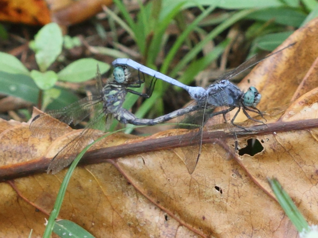 orthetrum_brachiale6bd