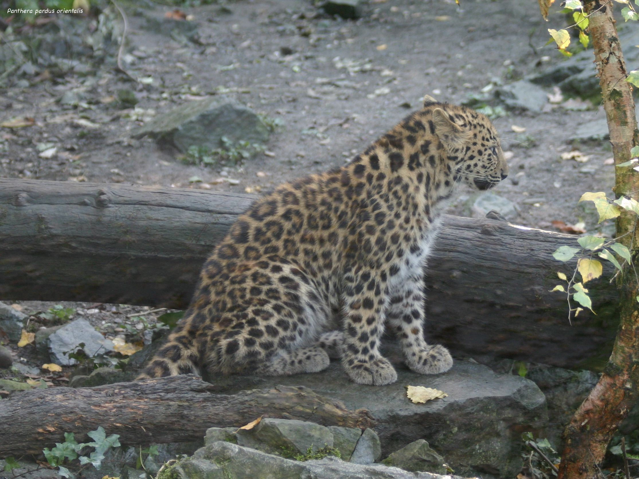 panthera_pardus_orientalis1sd