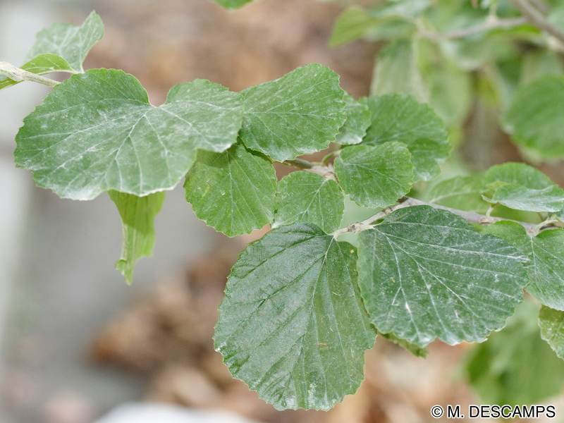 Afficher le média parrotiopsis_jacquemontiana4 parrotiopsis_jacquemontiana4