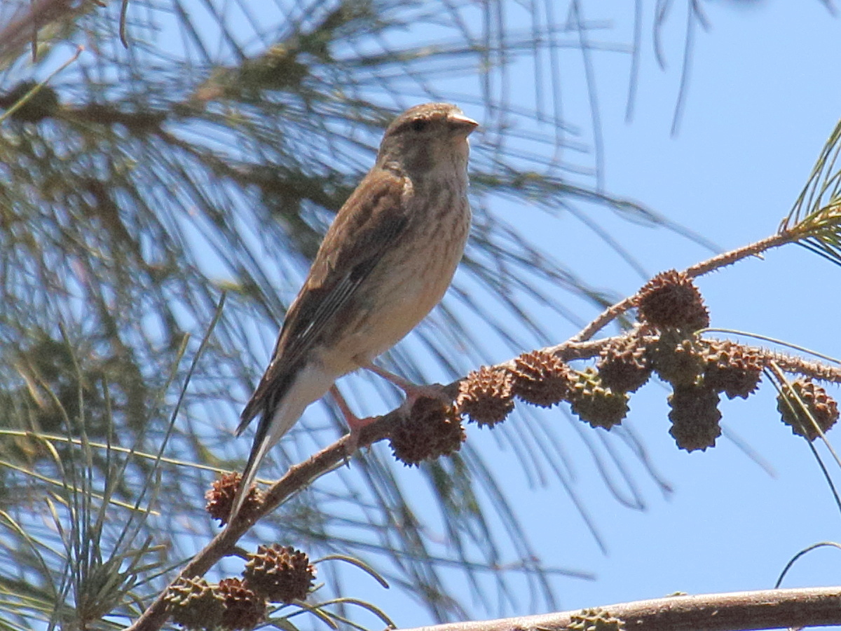 Passer_hispaniolensis