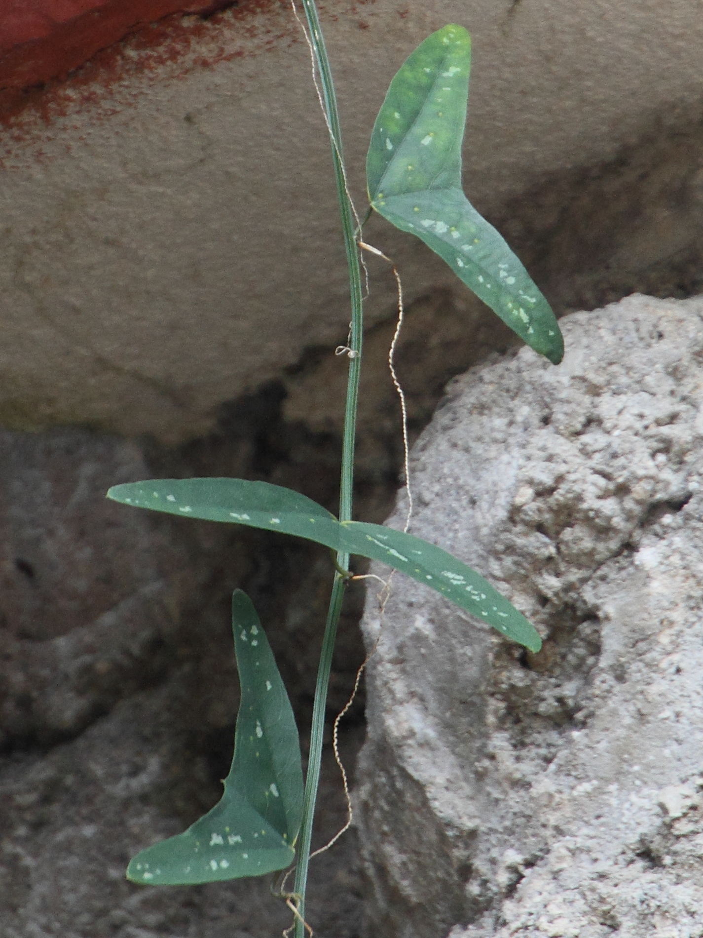 passiflora_apetala2md