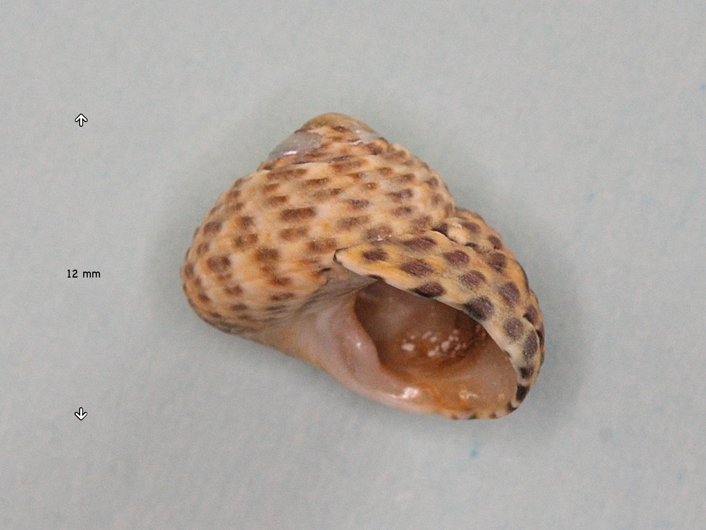 phorcus_turbinatus2md