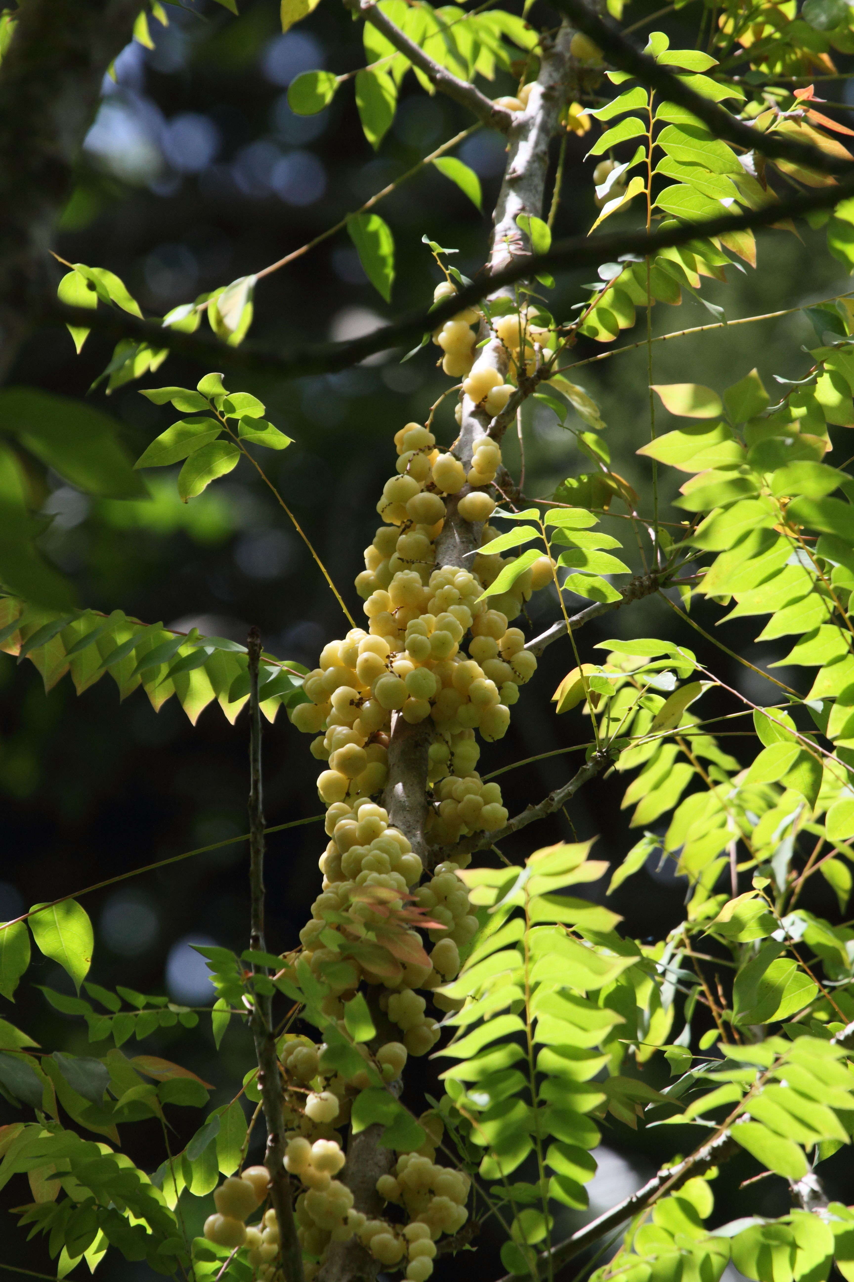 phyllanthus_acidus7bd