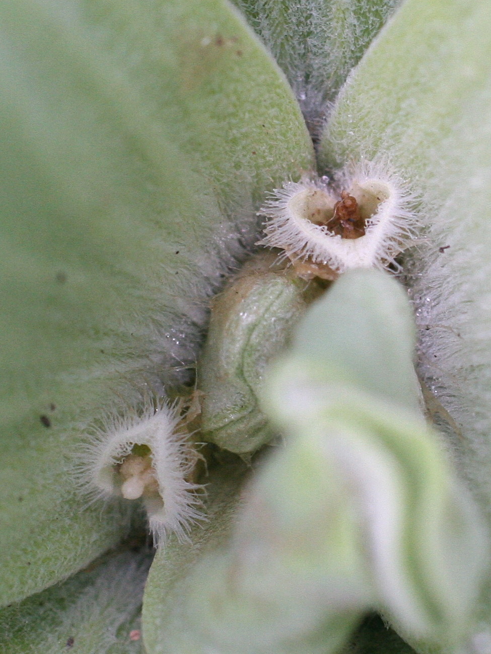 pistia_stratiotes3md