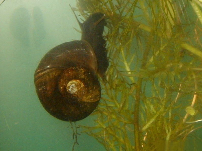 planorbarius_corneus3md