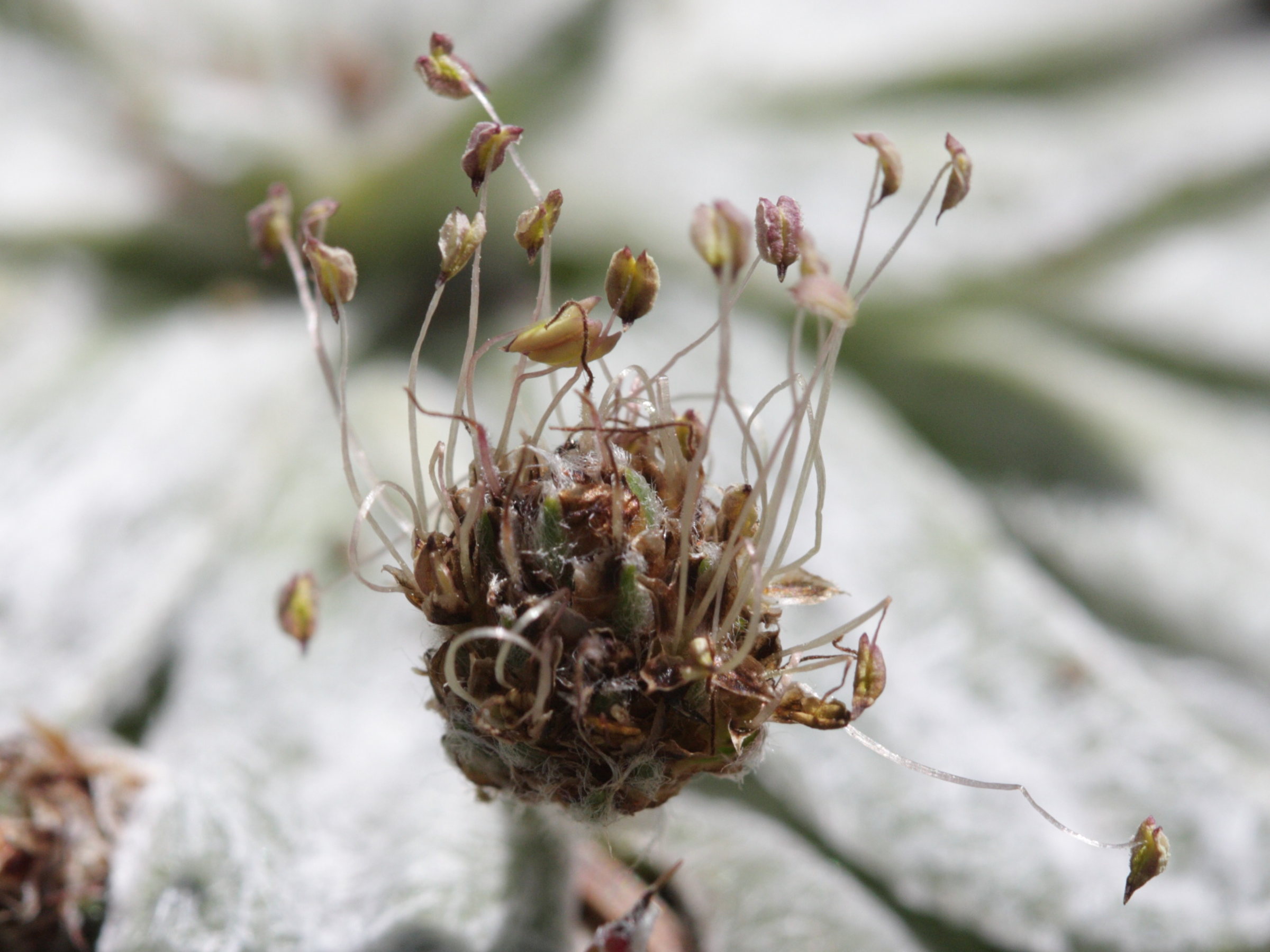 plantago_monosperma3bd