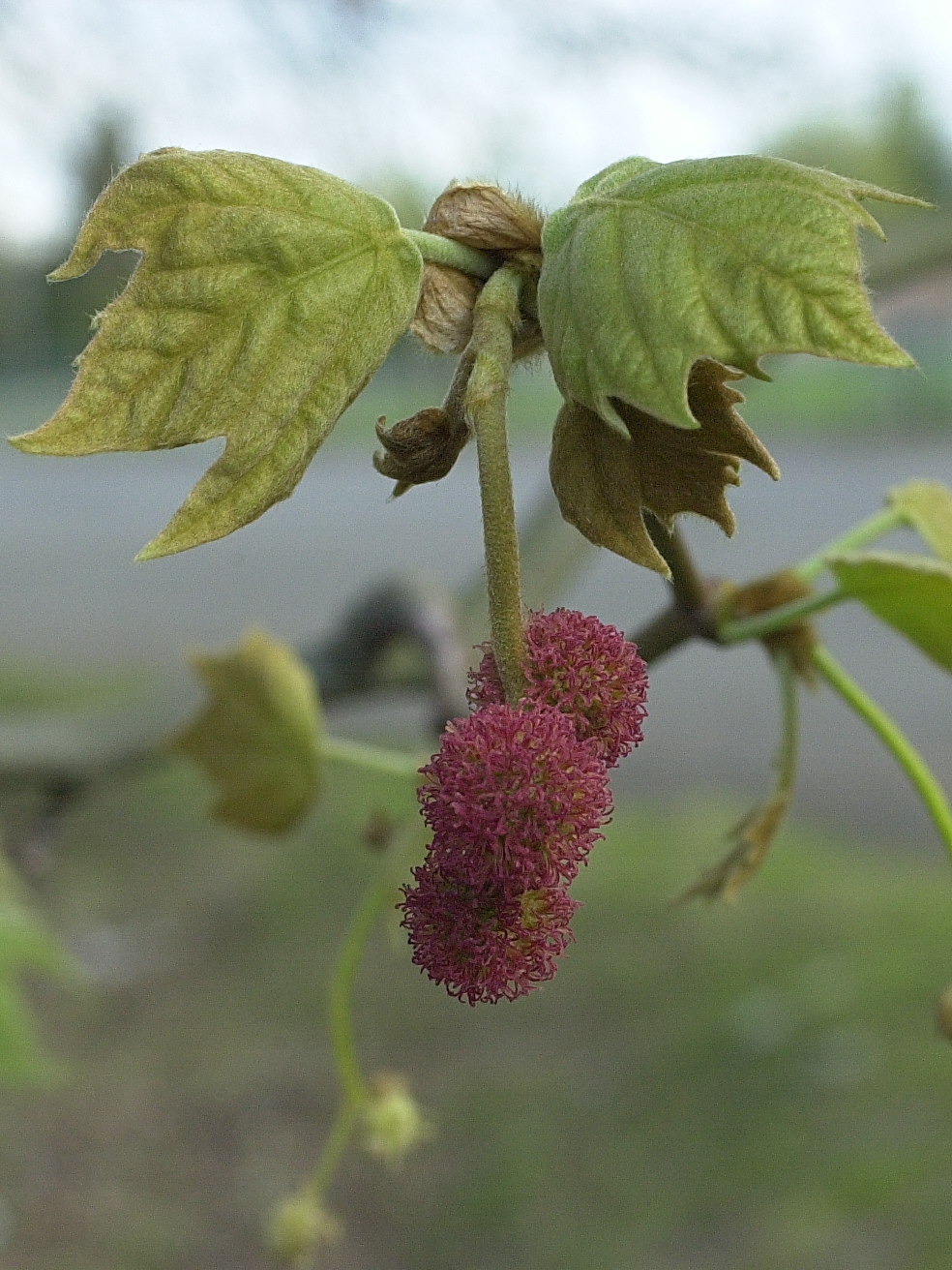 platanus_x_hispanica6amd