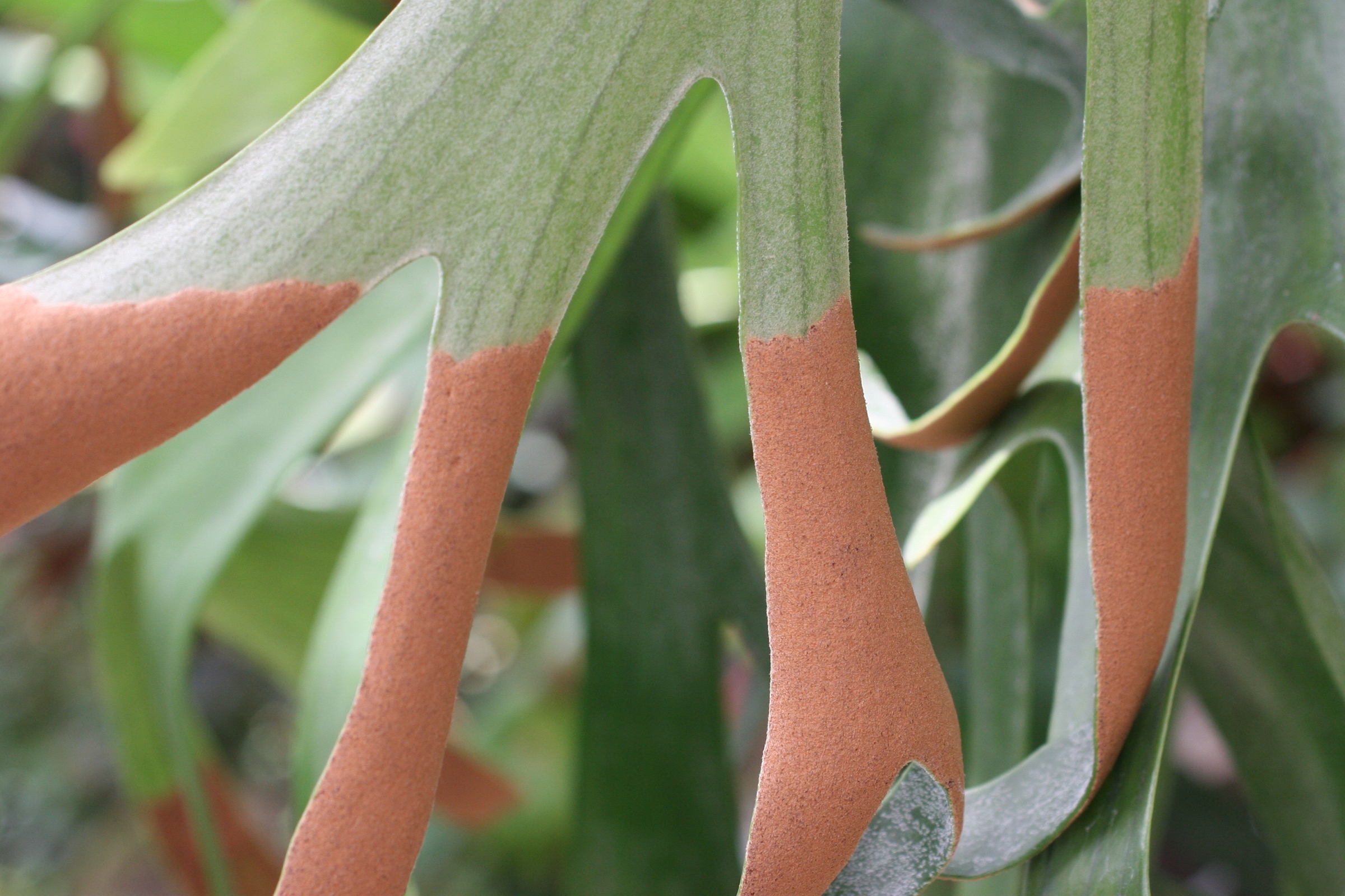 platycerium_willinckii2md