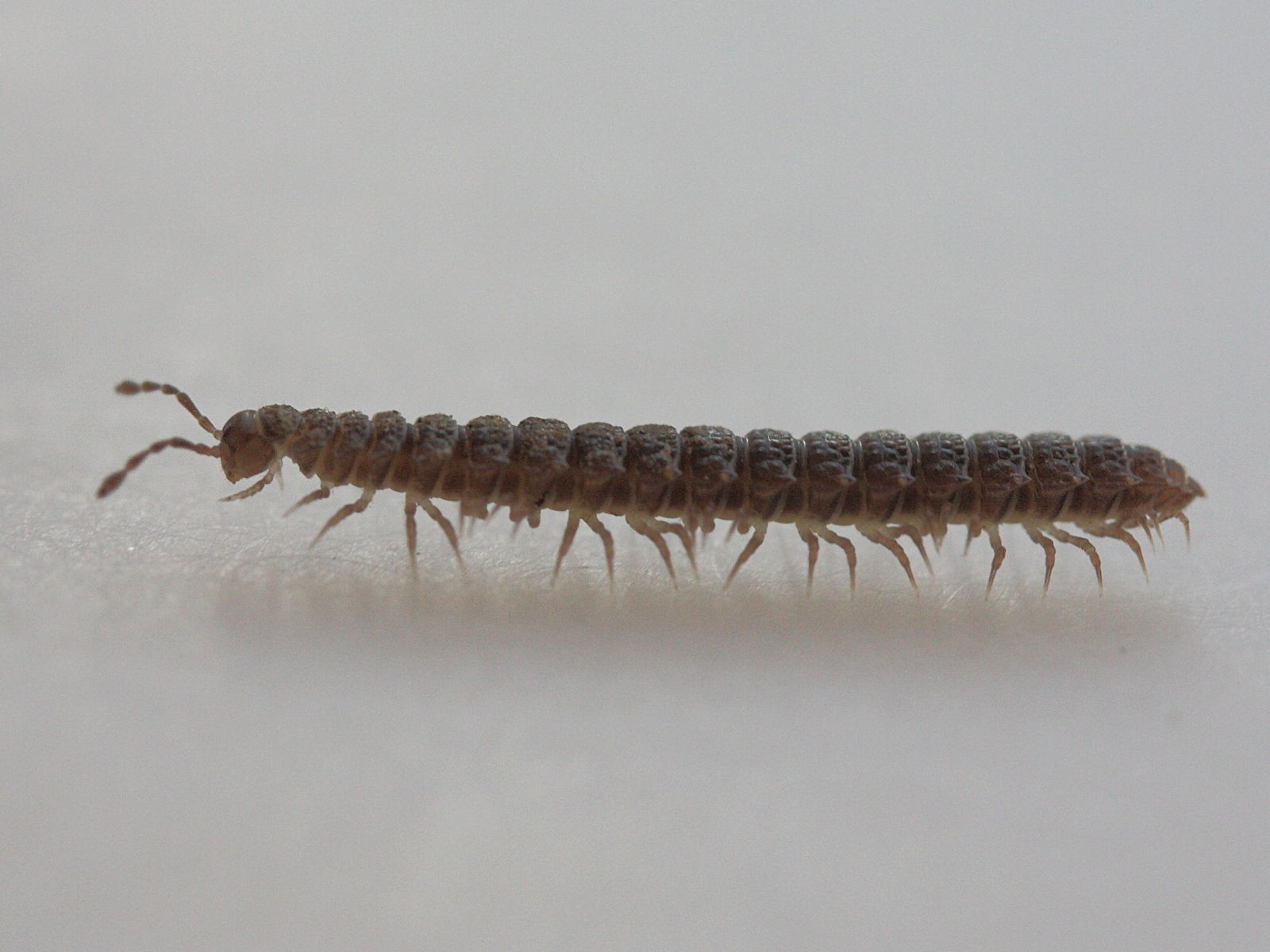 polydesmus_complanatus2md
