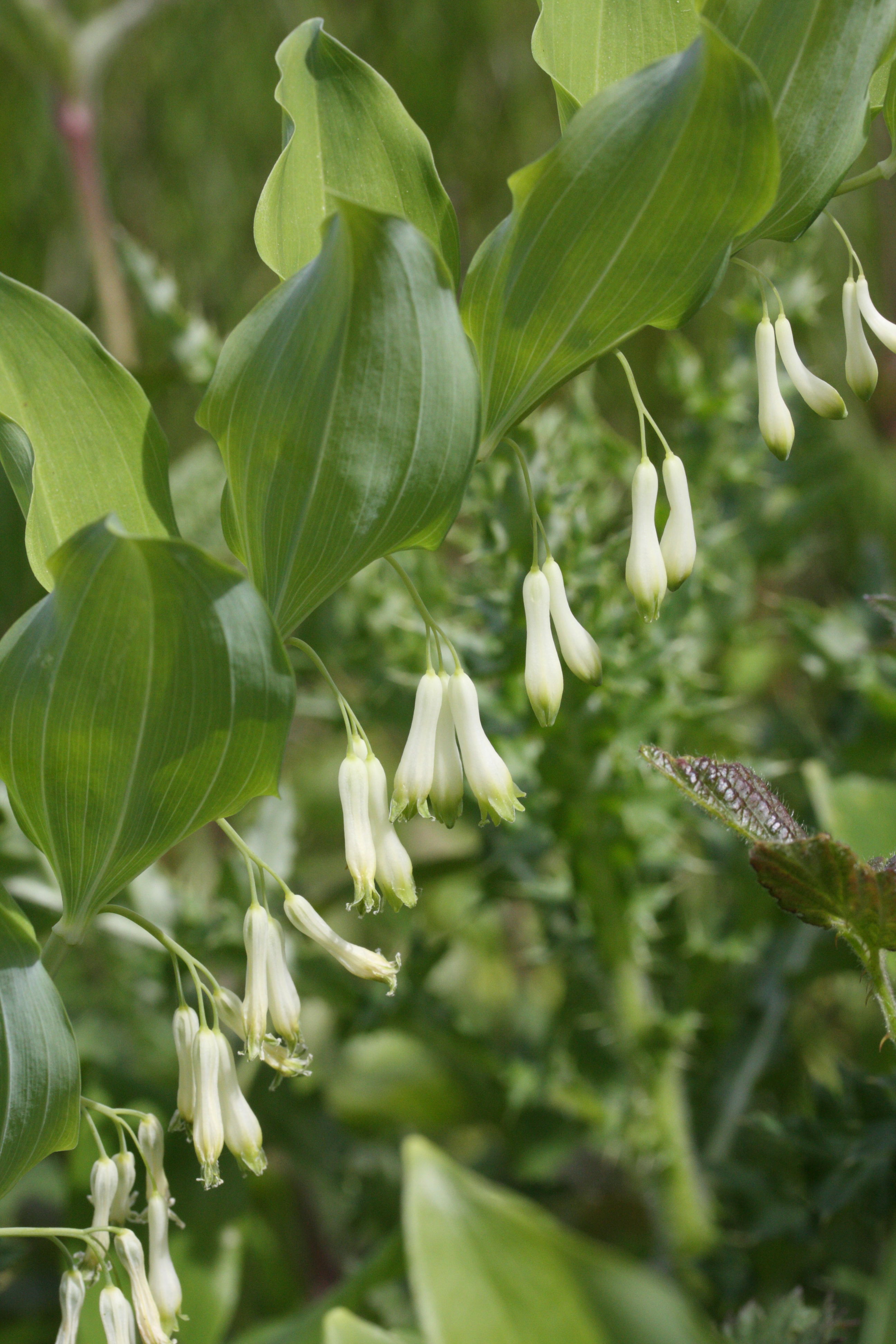 polygonatum_multiflorum2md