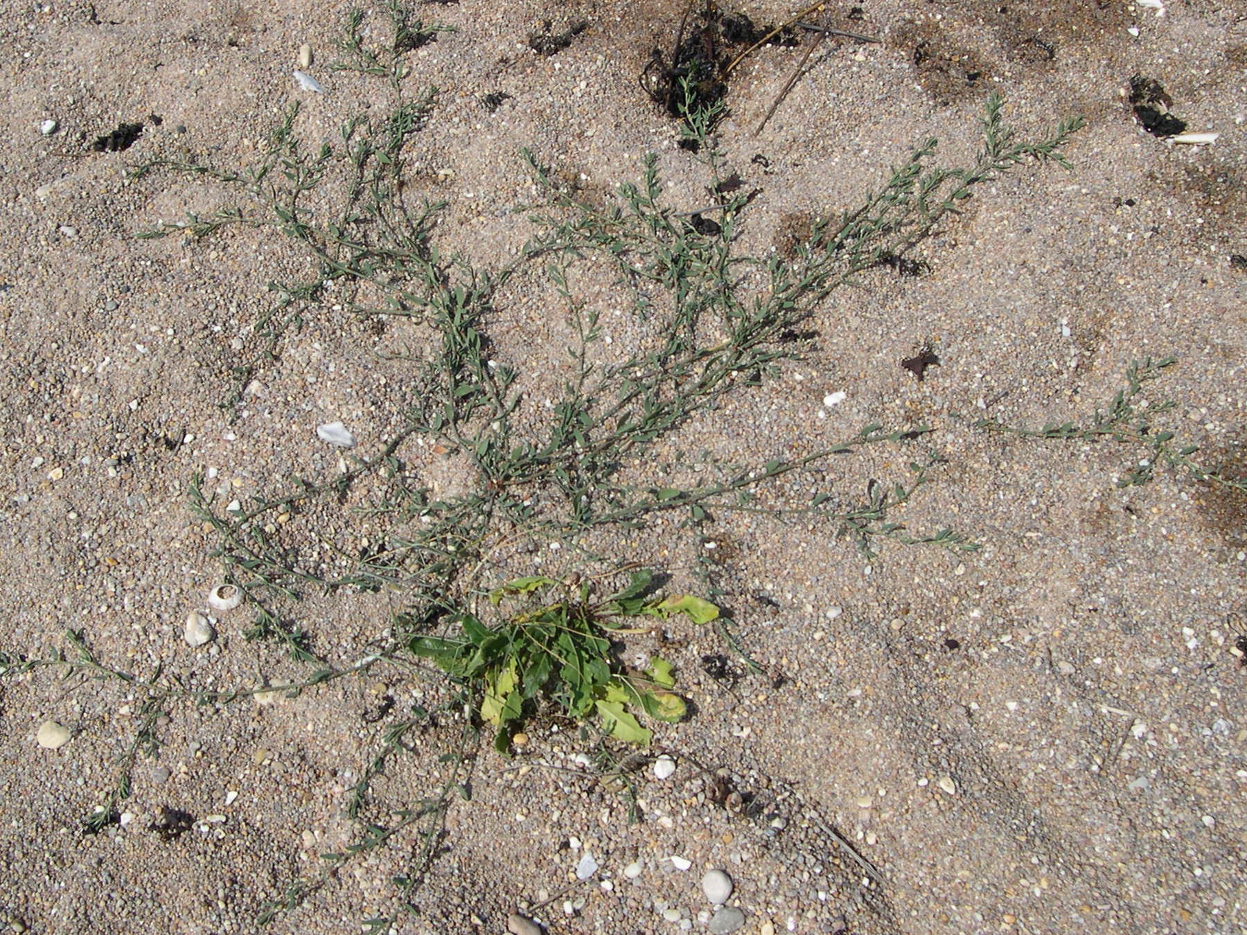 Afficher le média polygonum_raii1md polygonum_raii1md