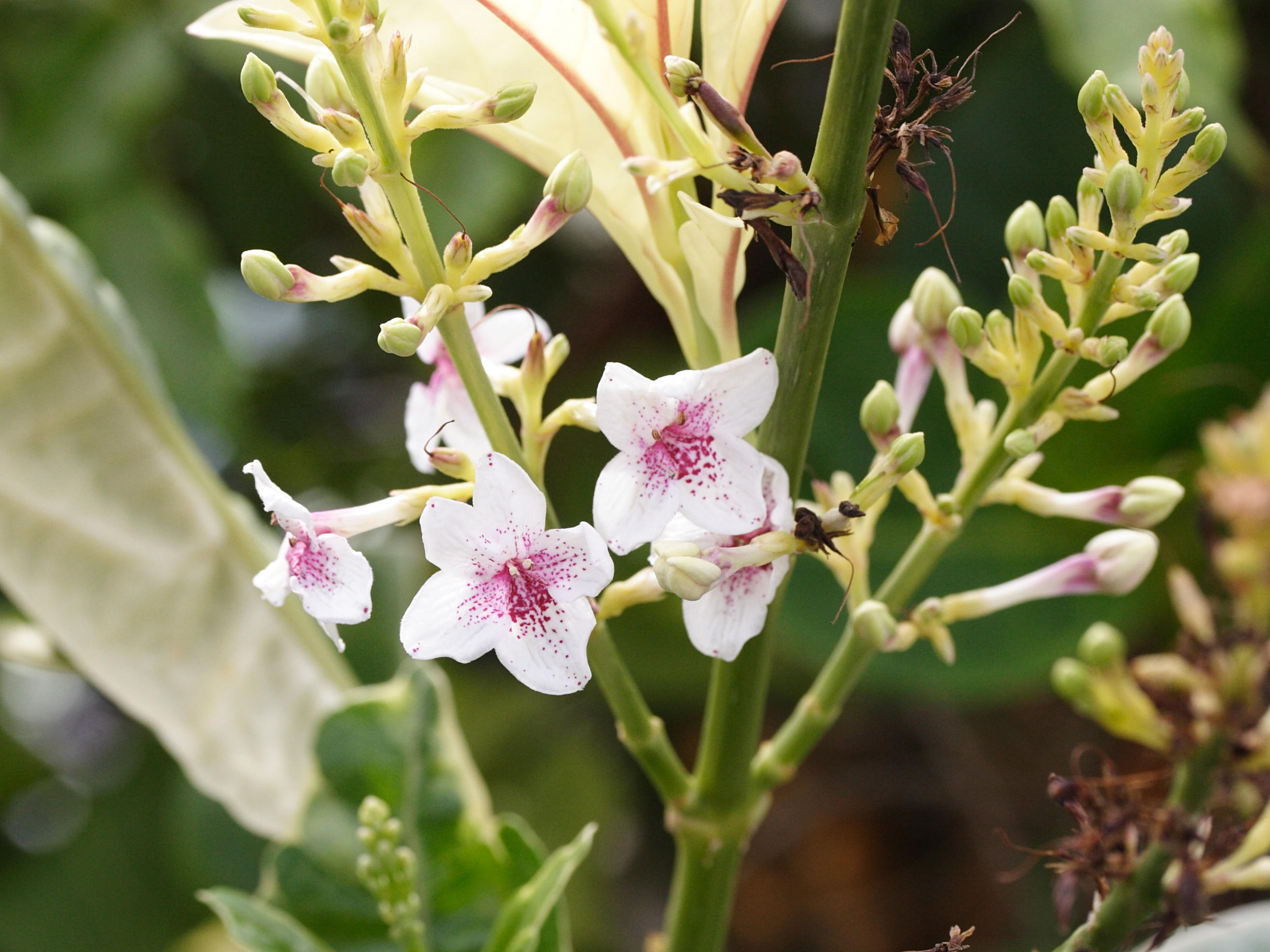 Afficher le média pseuderanthemum_carruthersii1md pseuderanthemum_carruthersii1md