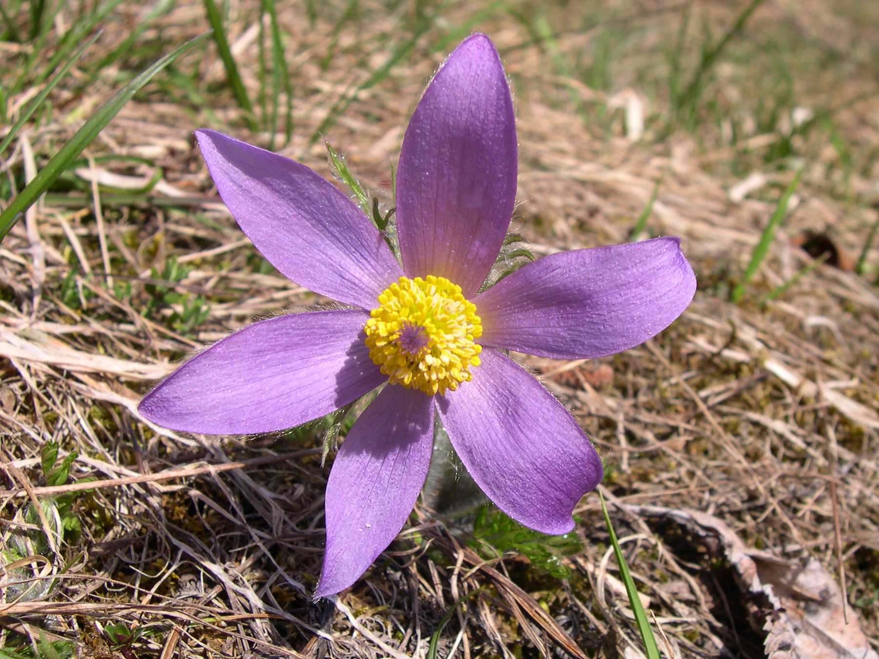 pulsatilla_vulgaris6sd