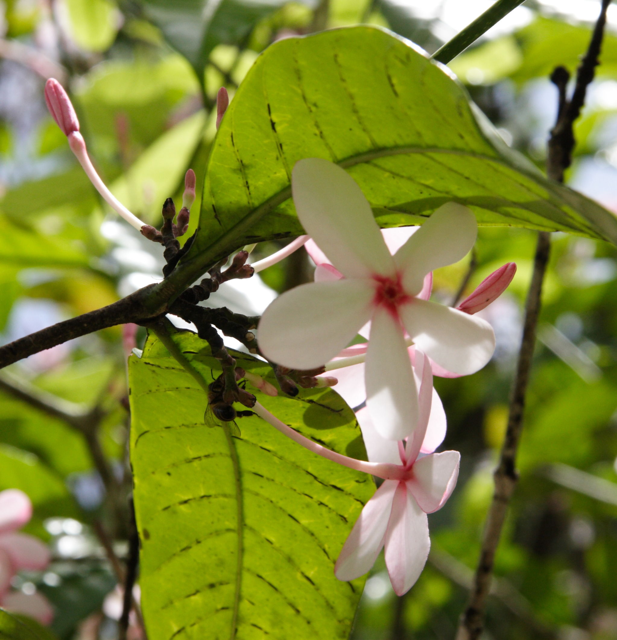 Afficher le média quisqualis_indica2md quisqualis_indica2md