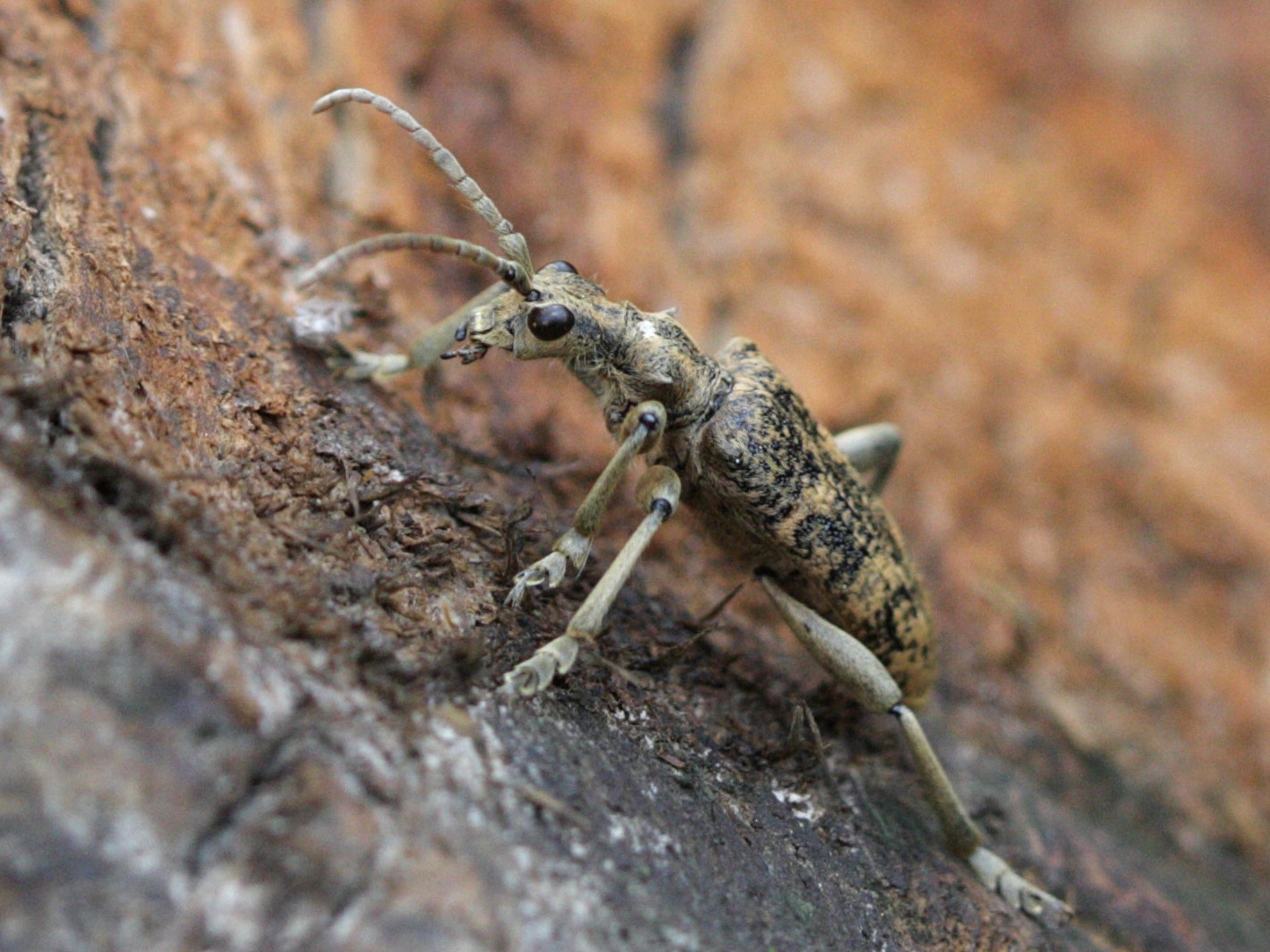 rhagium_sycophanta1bd