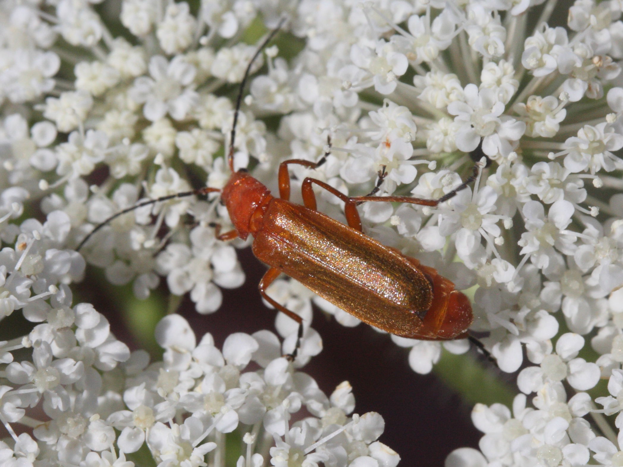 rhagonycha_aliena1md