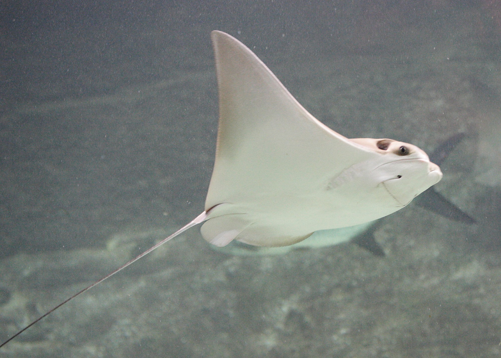 Afficher le média rhinoptera_bonasus2md rhinoptera_bonasus2md