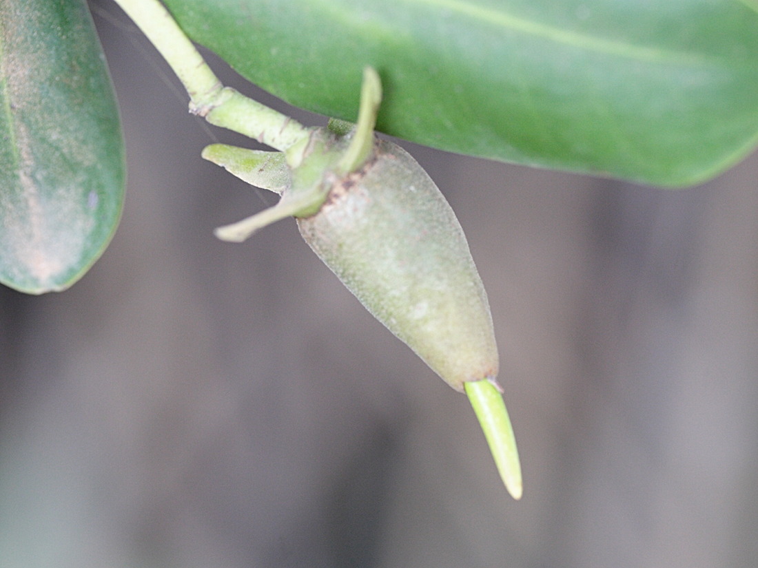 rhizophora_mangle4md