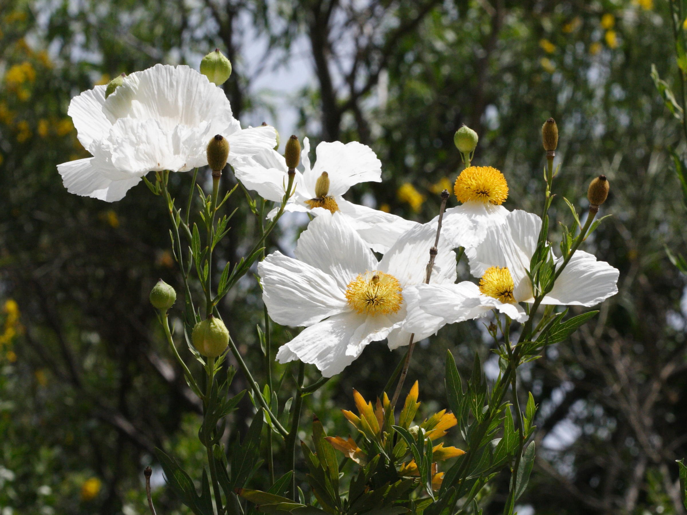 romneya_coulteri2md