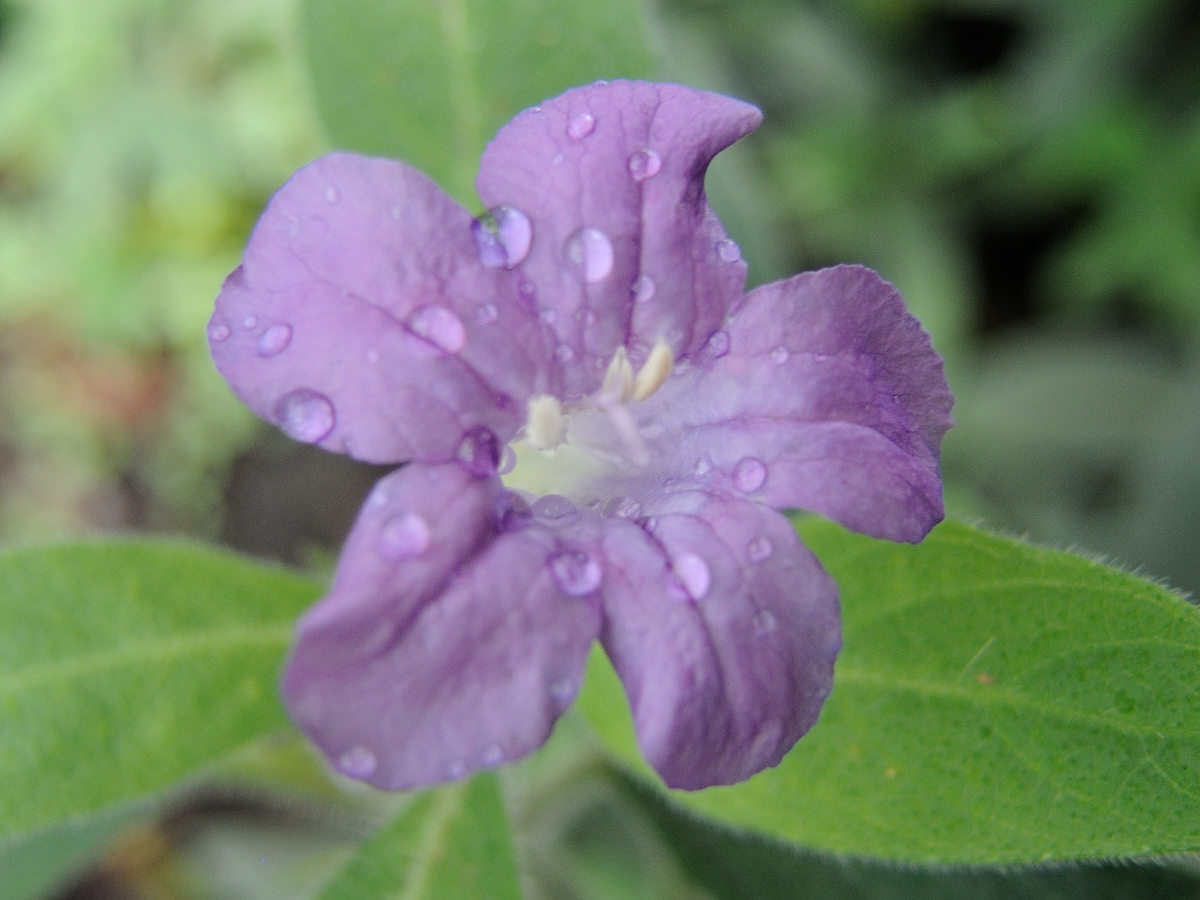 ruellia_dipteracanthus2md